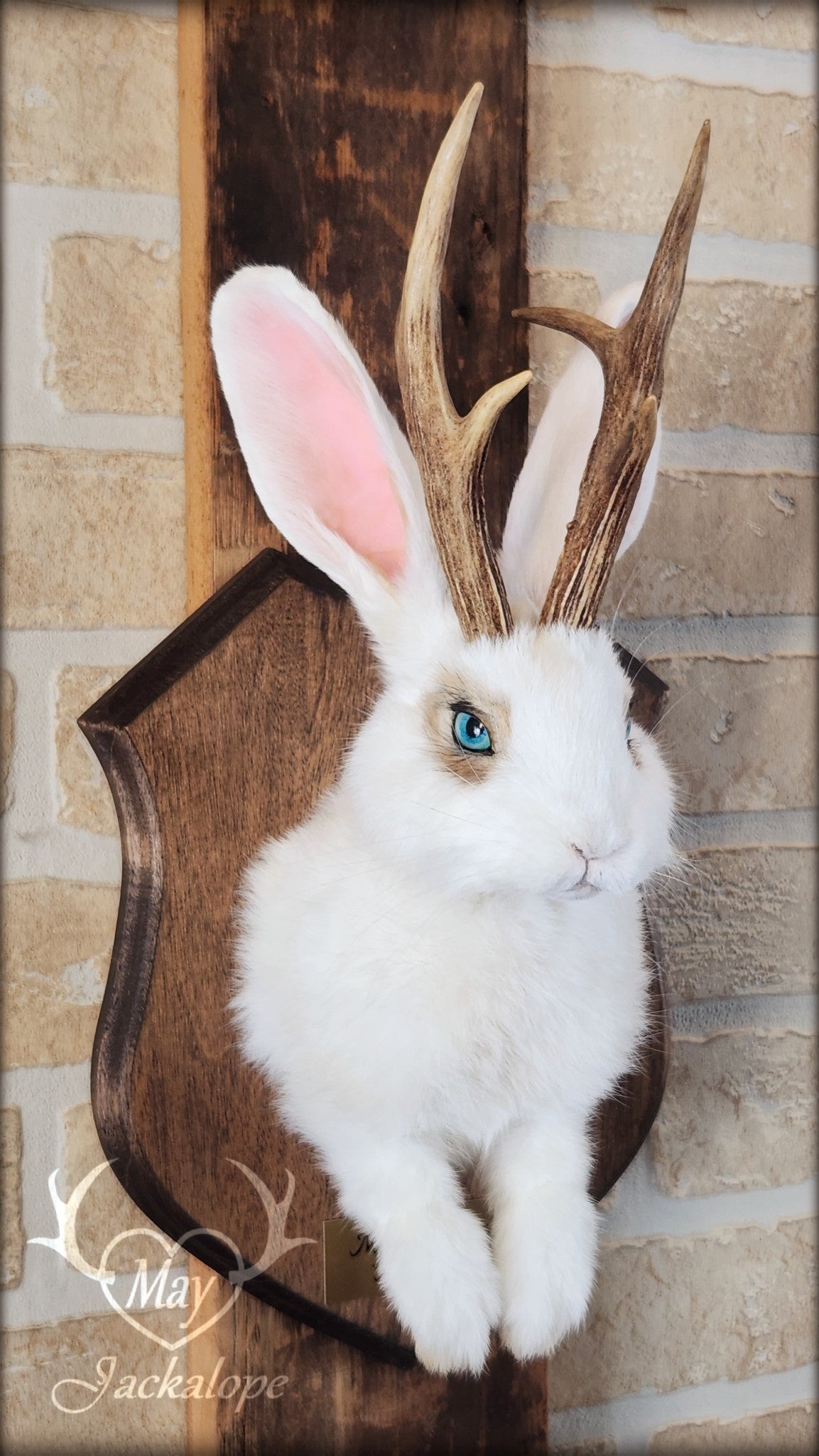 White and light brown jackalope taxidermy with teal eyes & real antlers