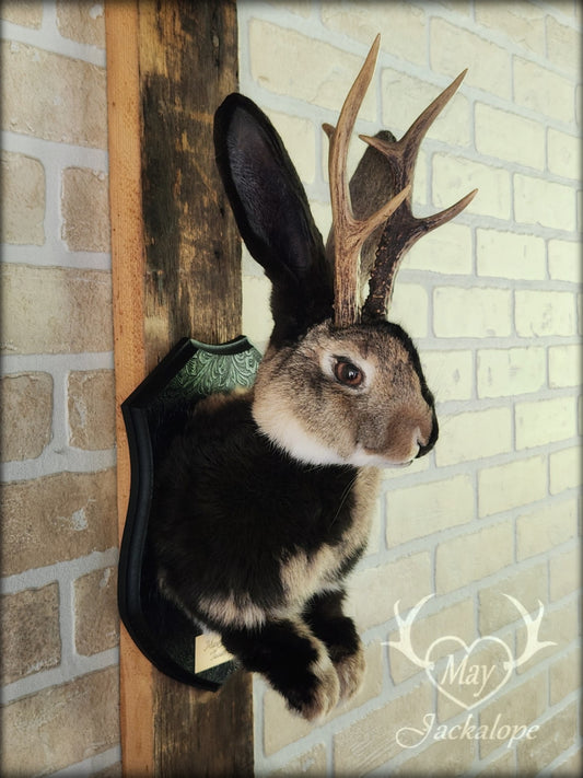 Taxidermie de Jackalope Harlequin brun 