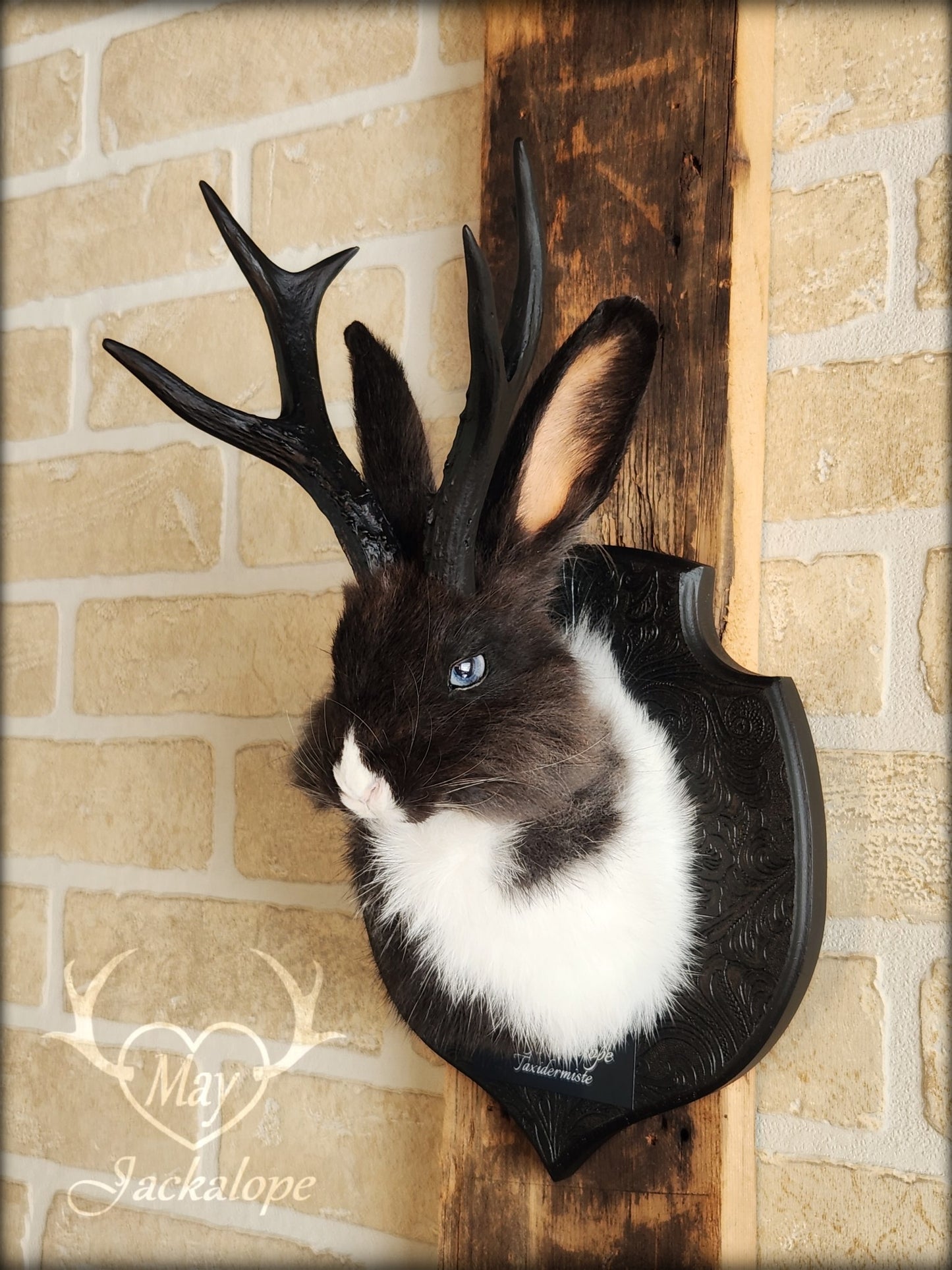 Small black & white jackalope taxidermy with blue eyes & antlers replica