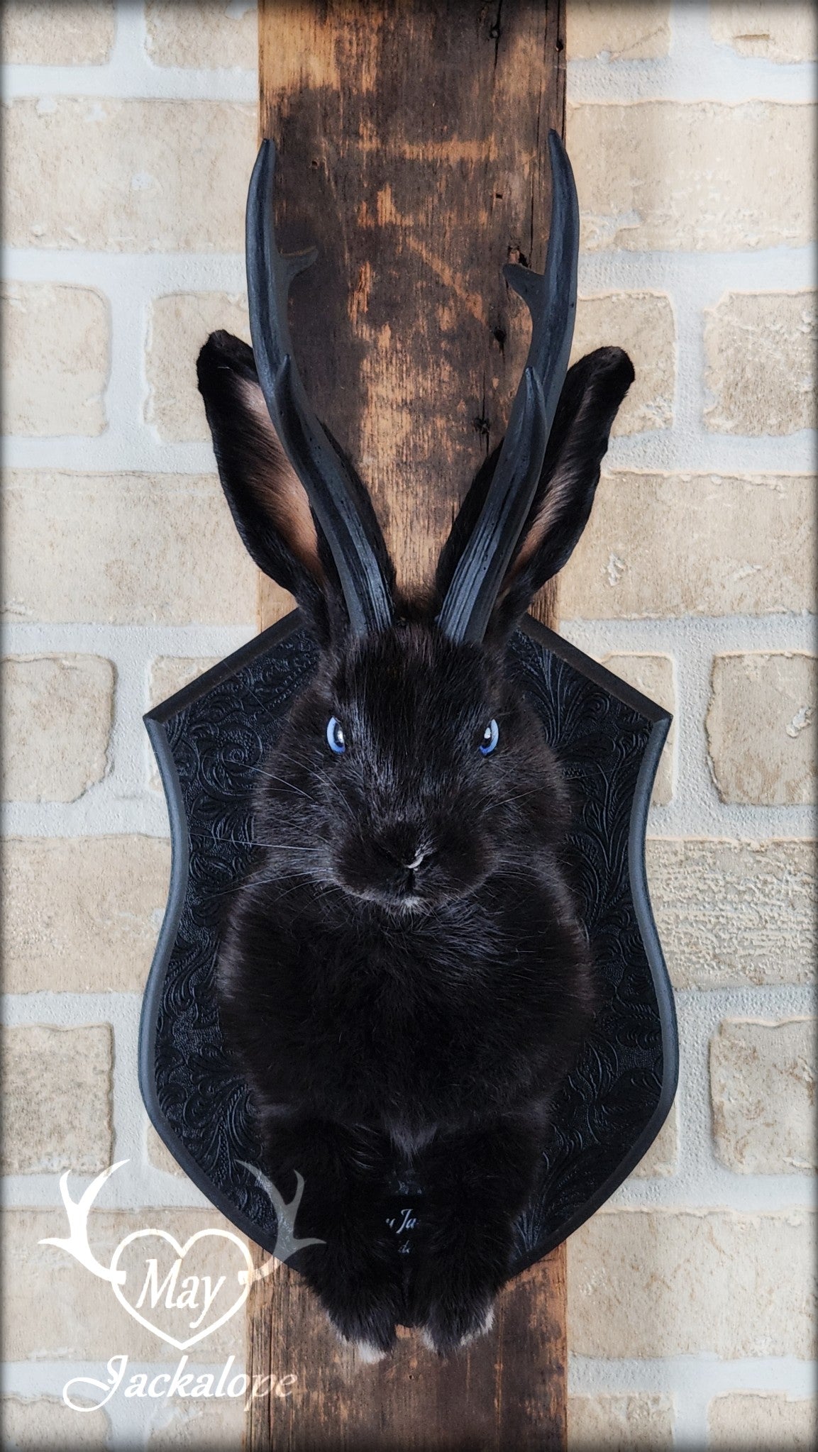 Taxidermie de jackalope noir aux yeux bleu et réplique réaliste de bois