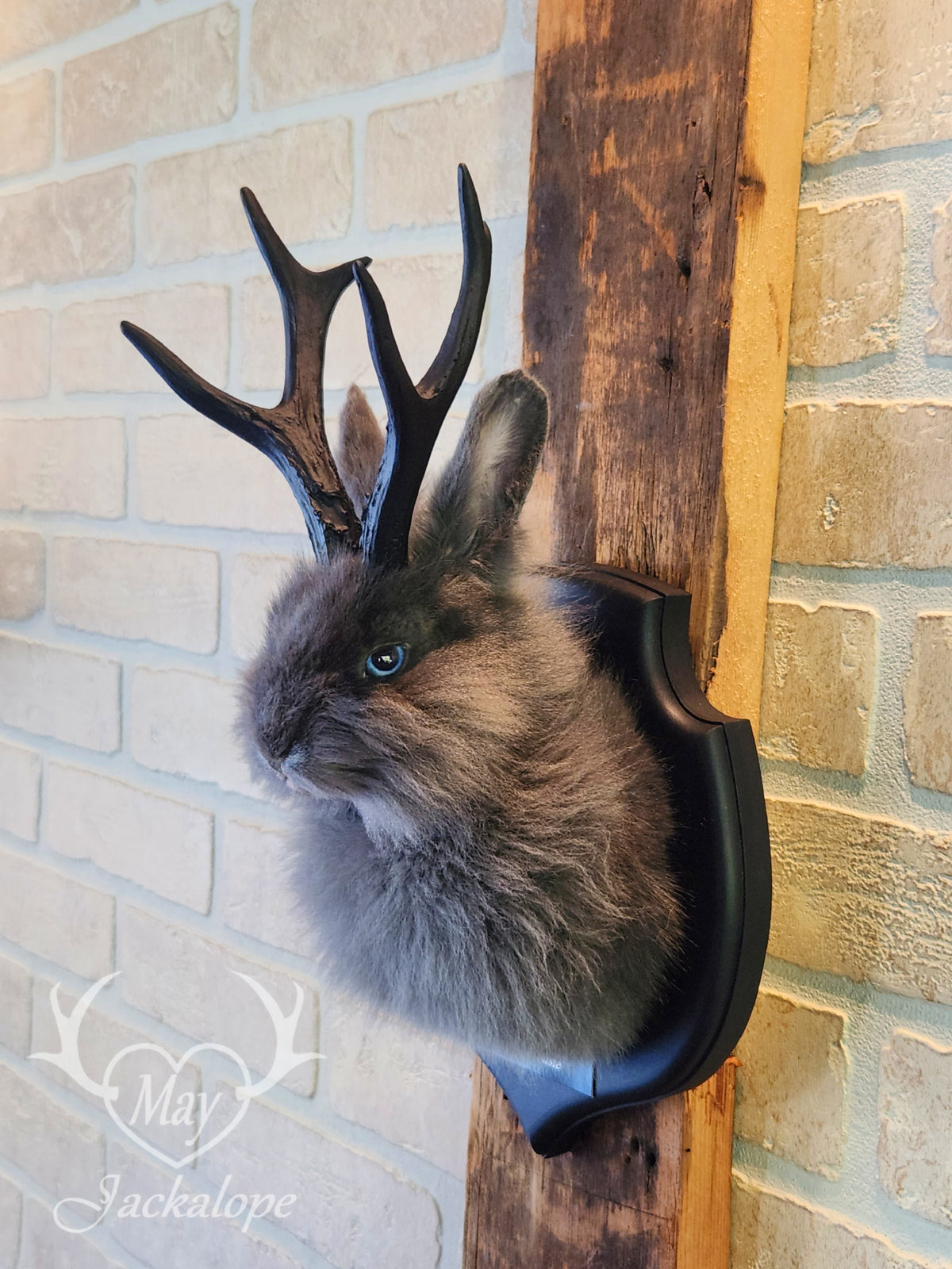Long-furred blue Jackalope taxidermy with blue eyes & antlers replica
