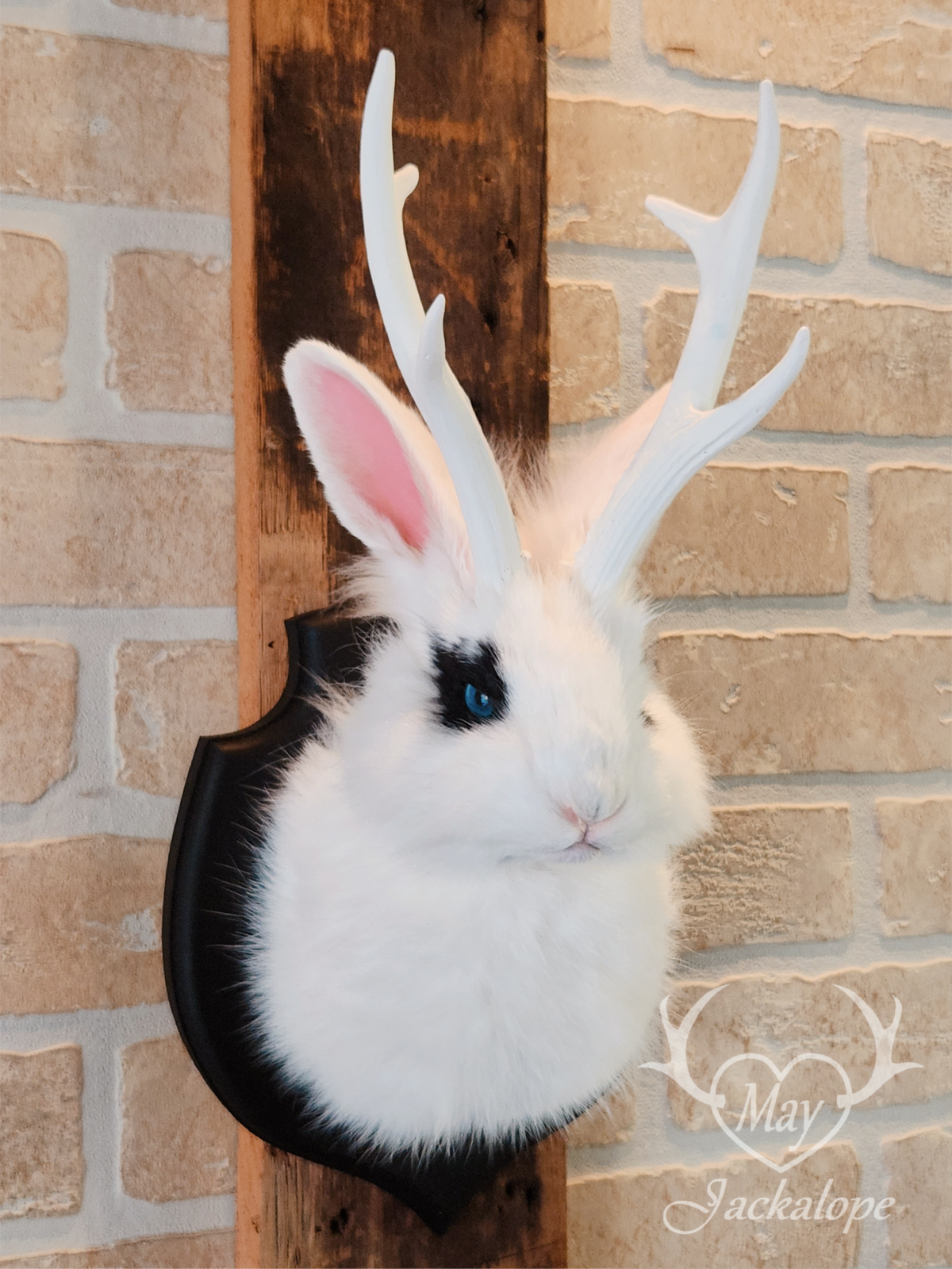 White & black Jackalope taxidermy with blue eyes & antlers replica