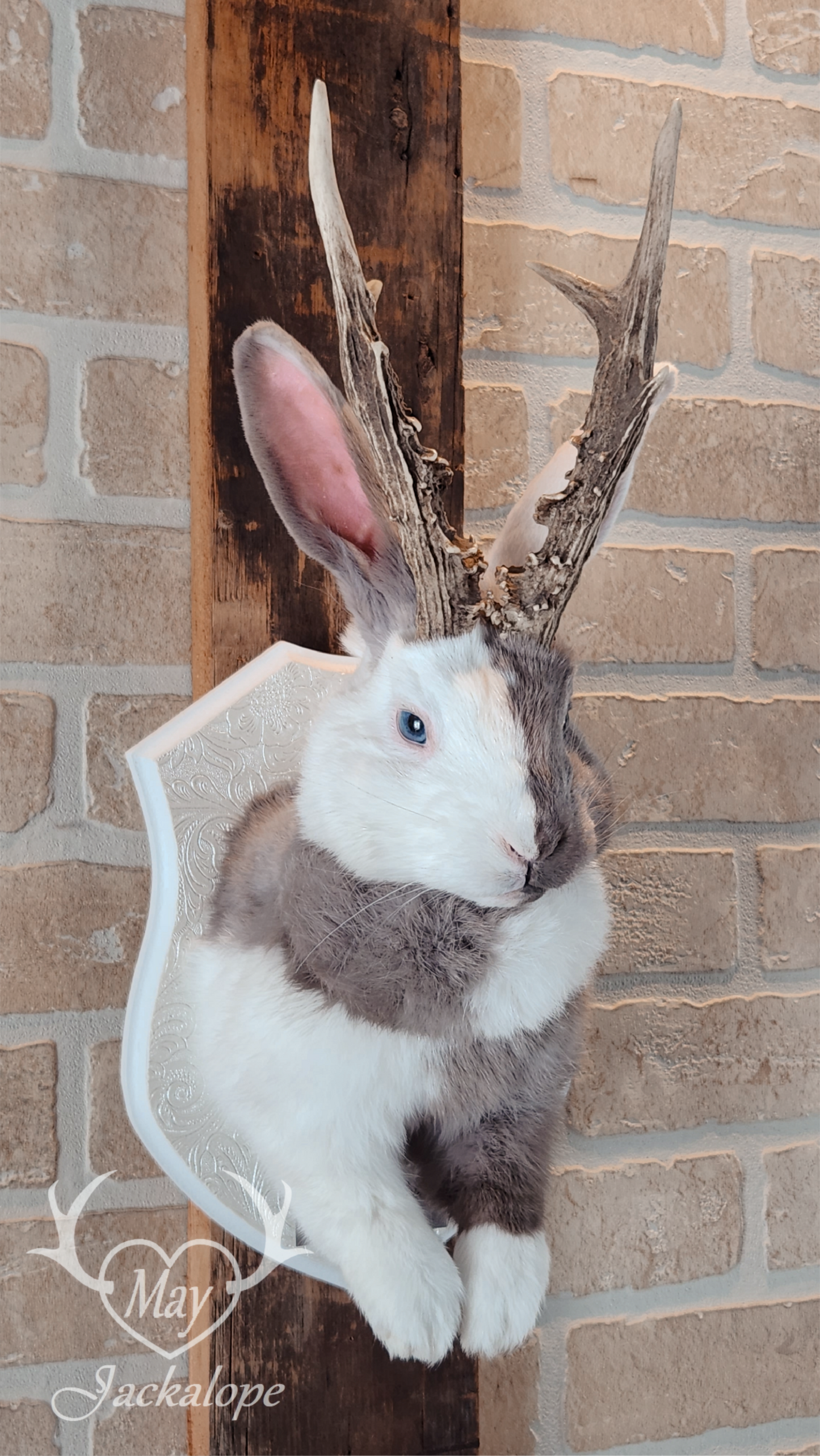 Taxidermie de Jackalope Harlequin ''Lilac Magpie'' aux yeux bleu et vrais bois