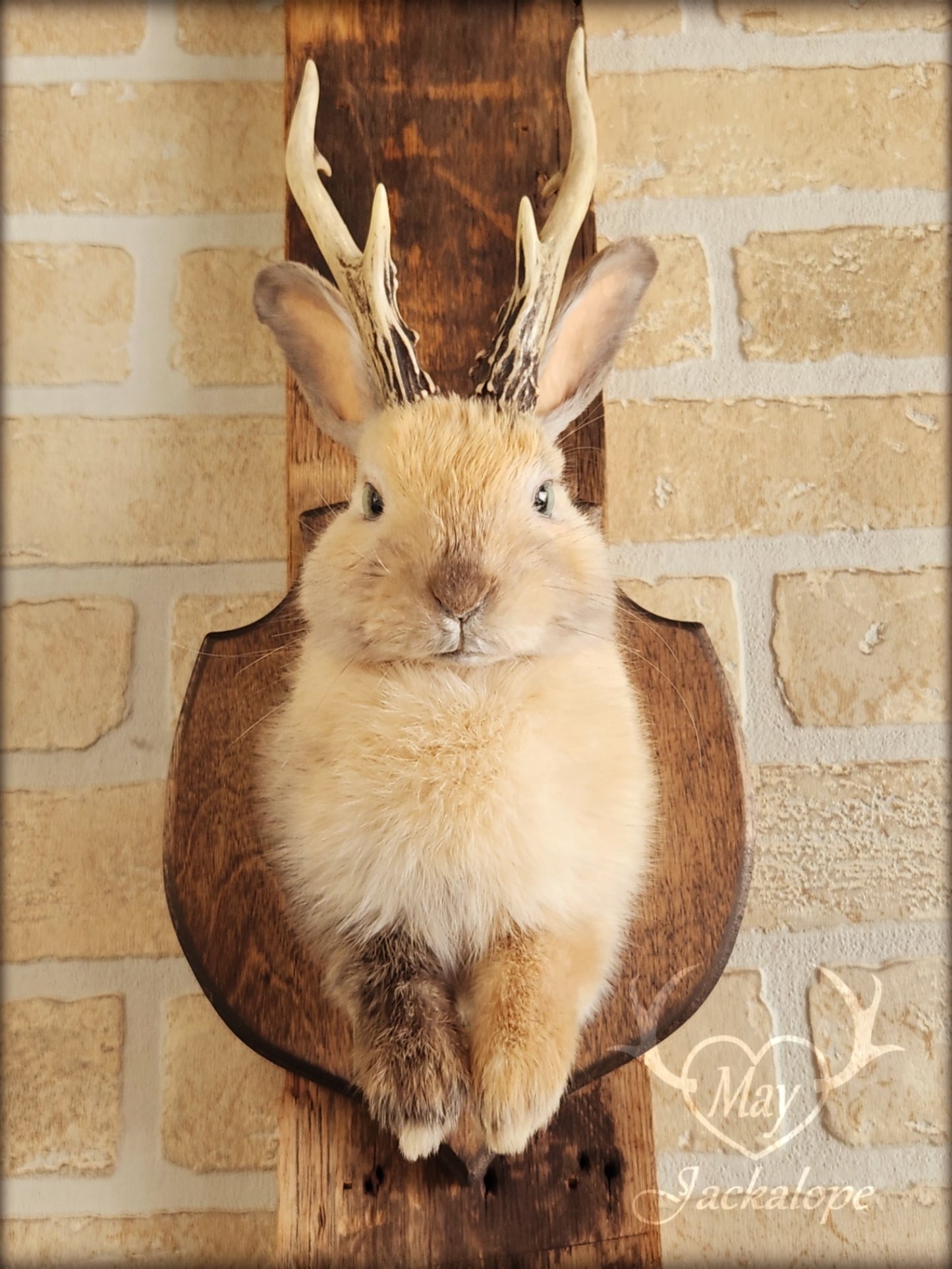 Small jackalope taxidermy, harlequin fur with blue eyes & real antlers