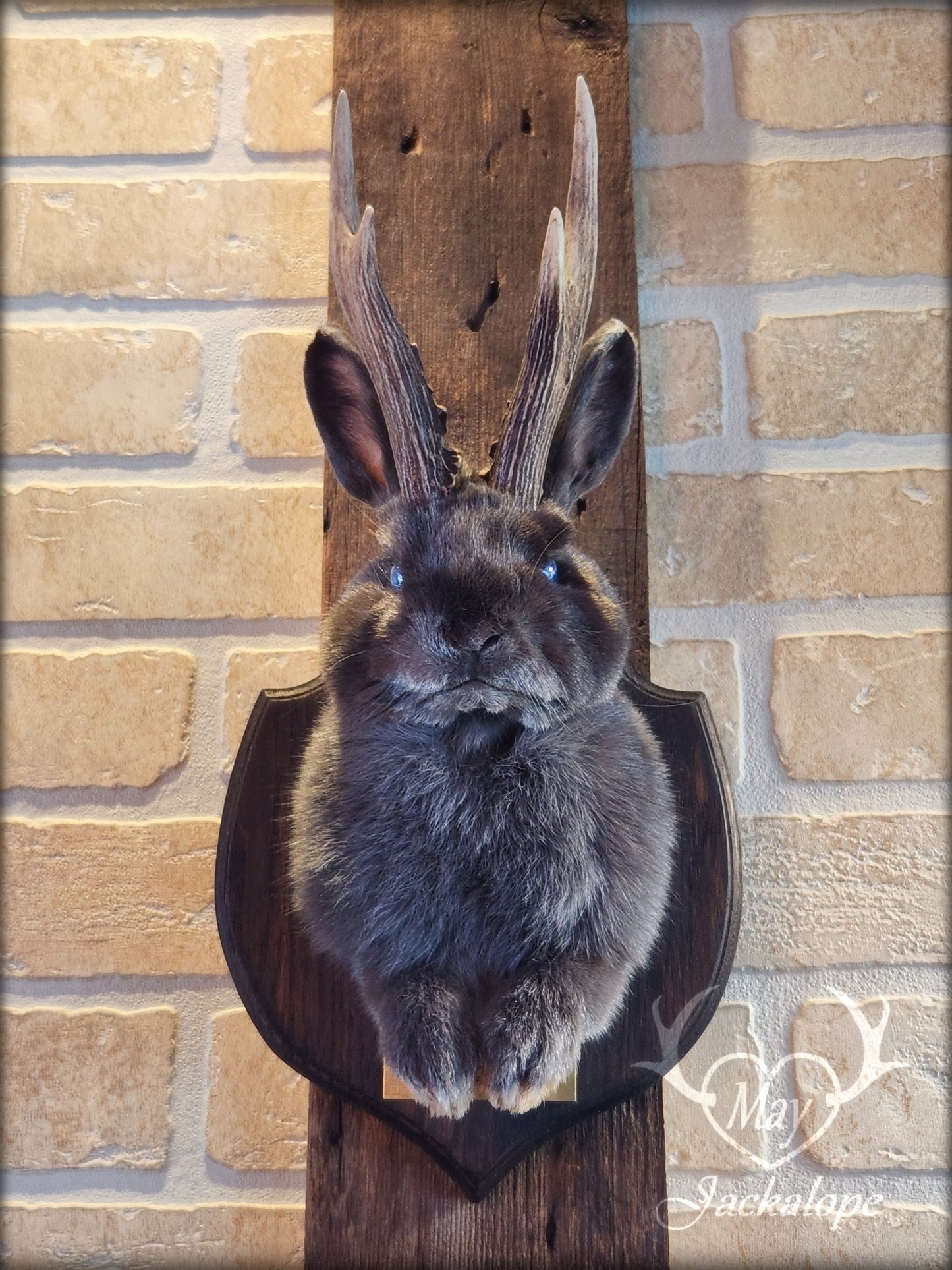Taxidermie d'un mini jackalope gris-bleu aux yeux bleu vif et vrais bois