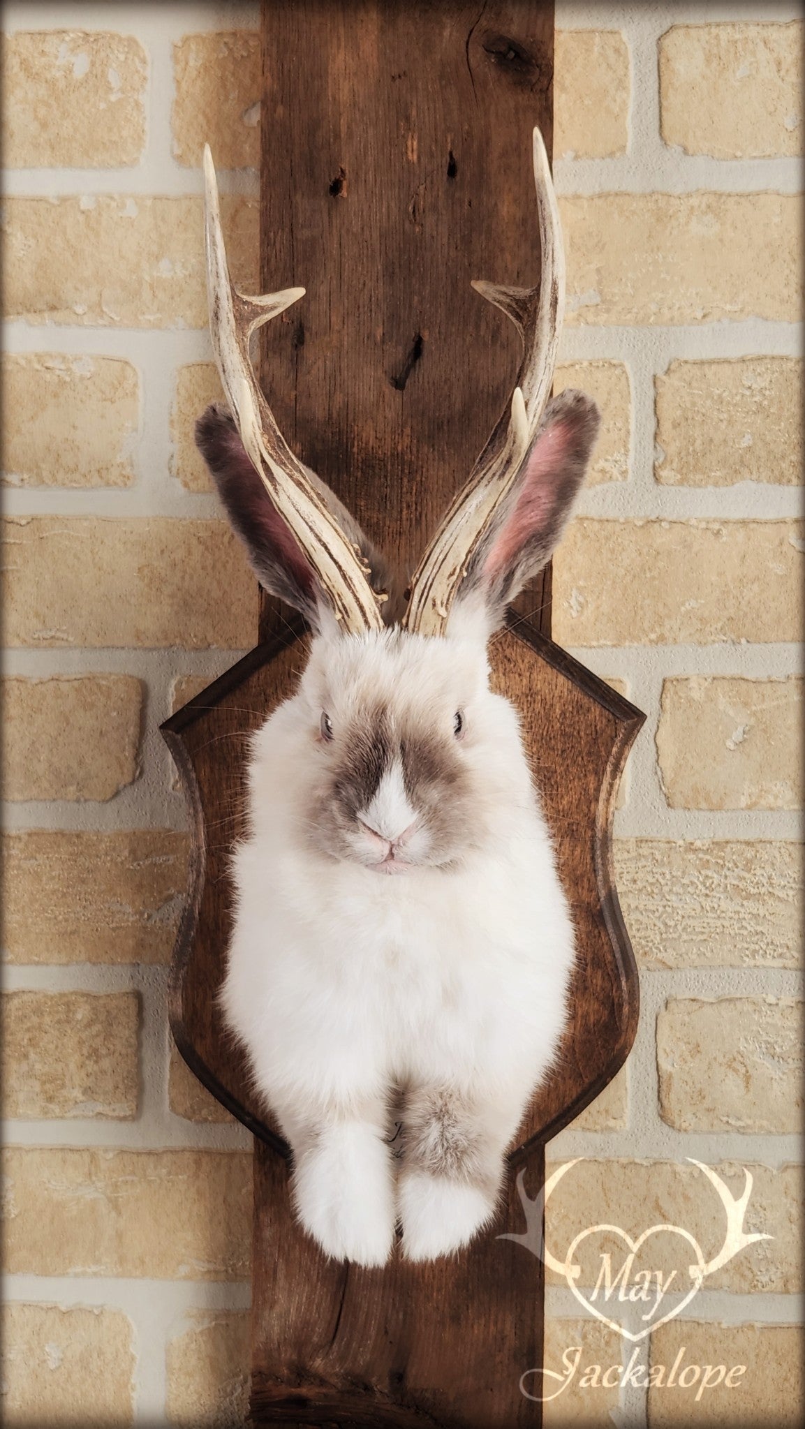 Taxidermie d'un jackalope blanc et gris pâle, aux yeux gris avec vrai panache