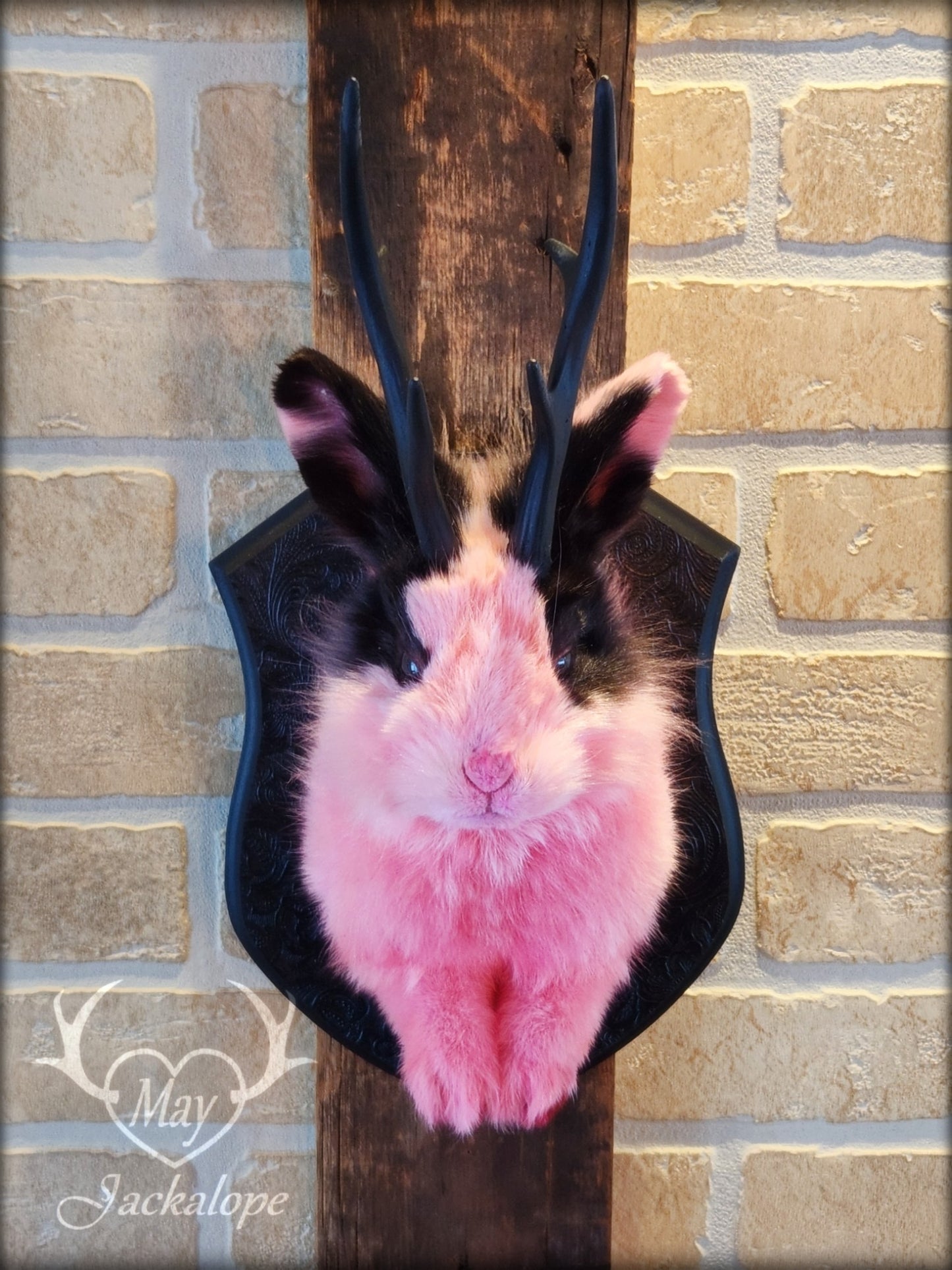 Taxidermie de jackalope rose et noir aux yeux foncé et réplique réaliste de bois