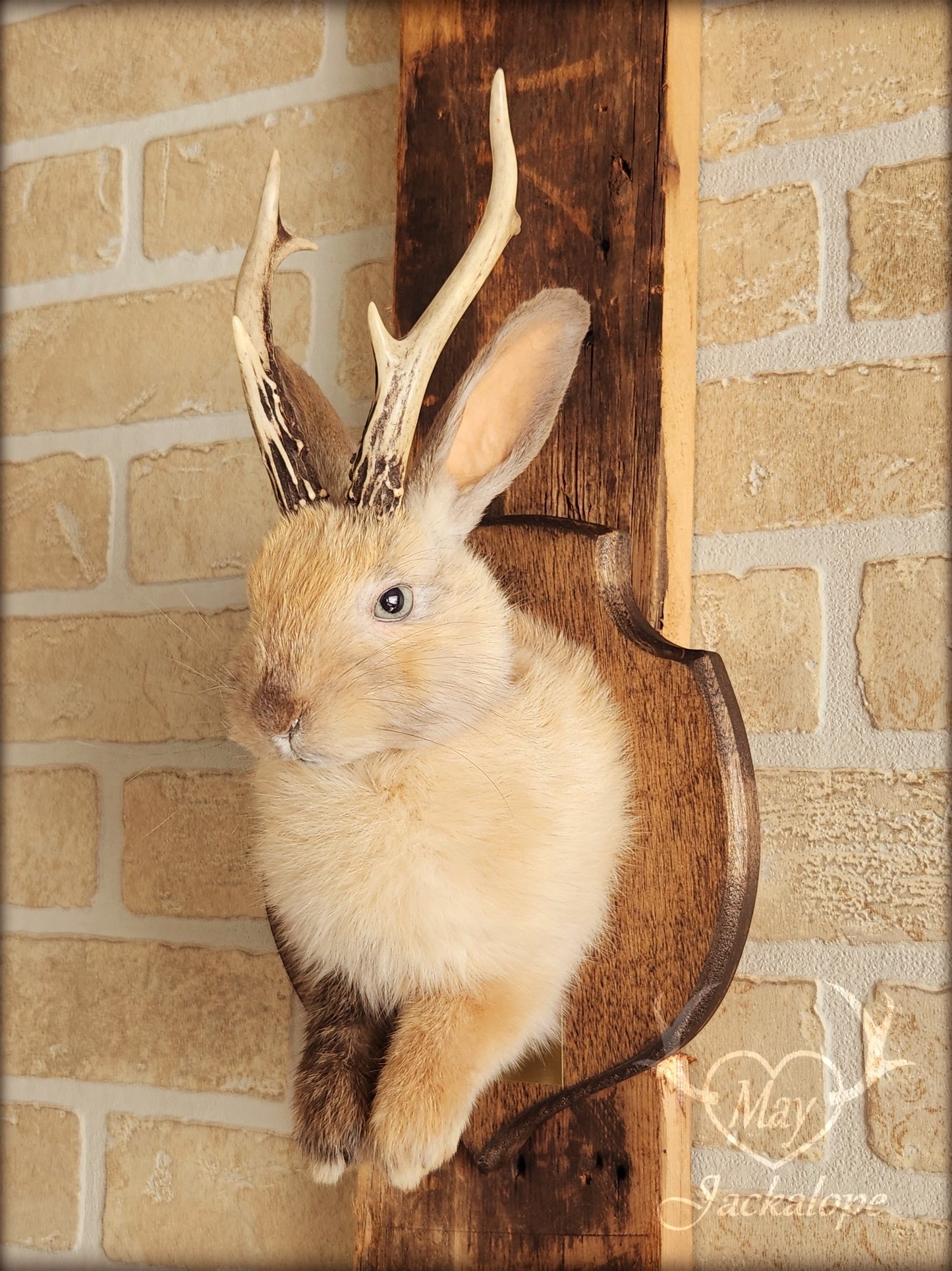 Small jackalope taxidermy, harlequin fur with blue eyes & real antlers