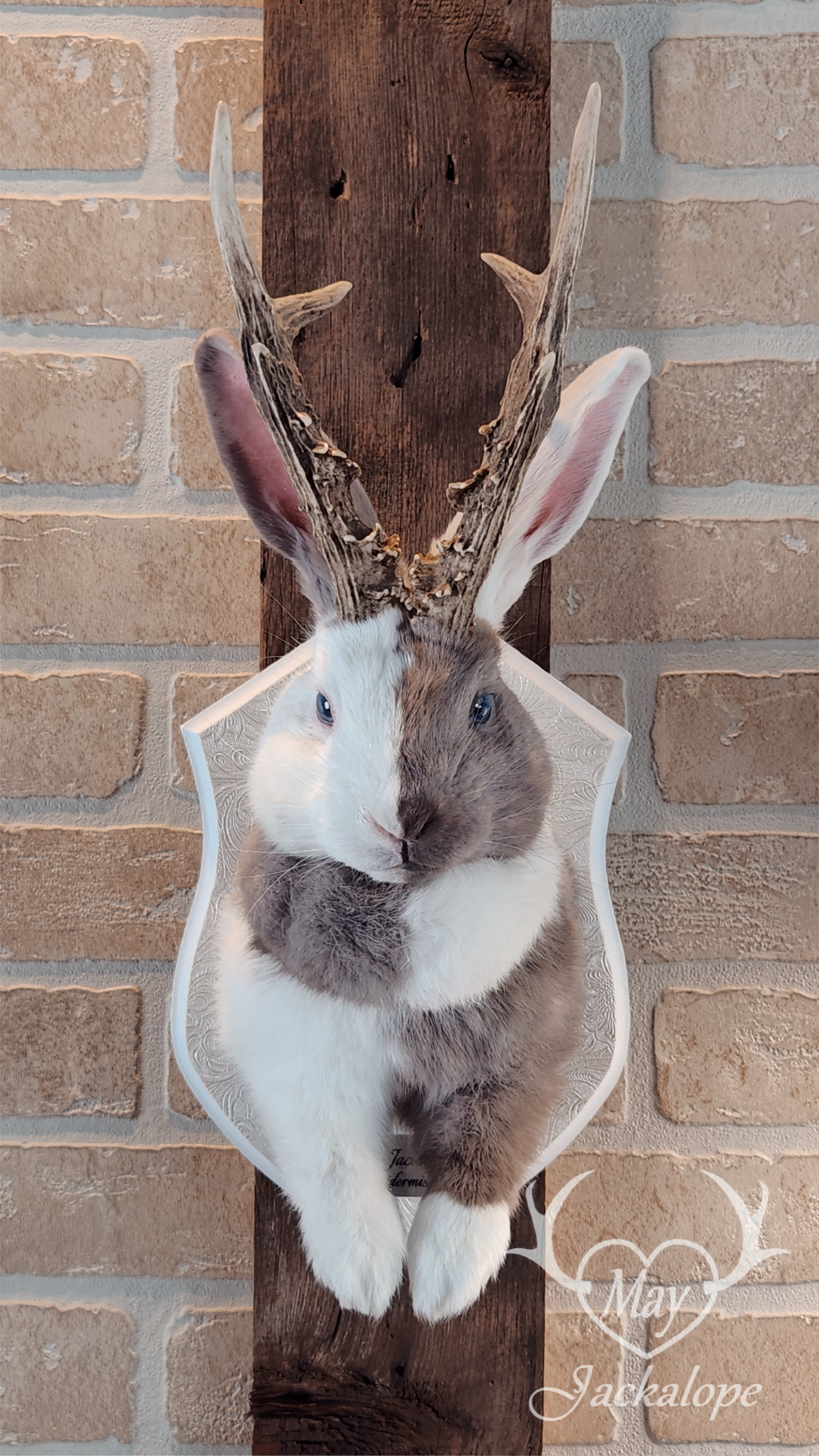 Taxidermie de Jackalope Harlequin ''Lilac Magpie'' aux yeux bleu et vrais bois