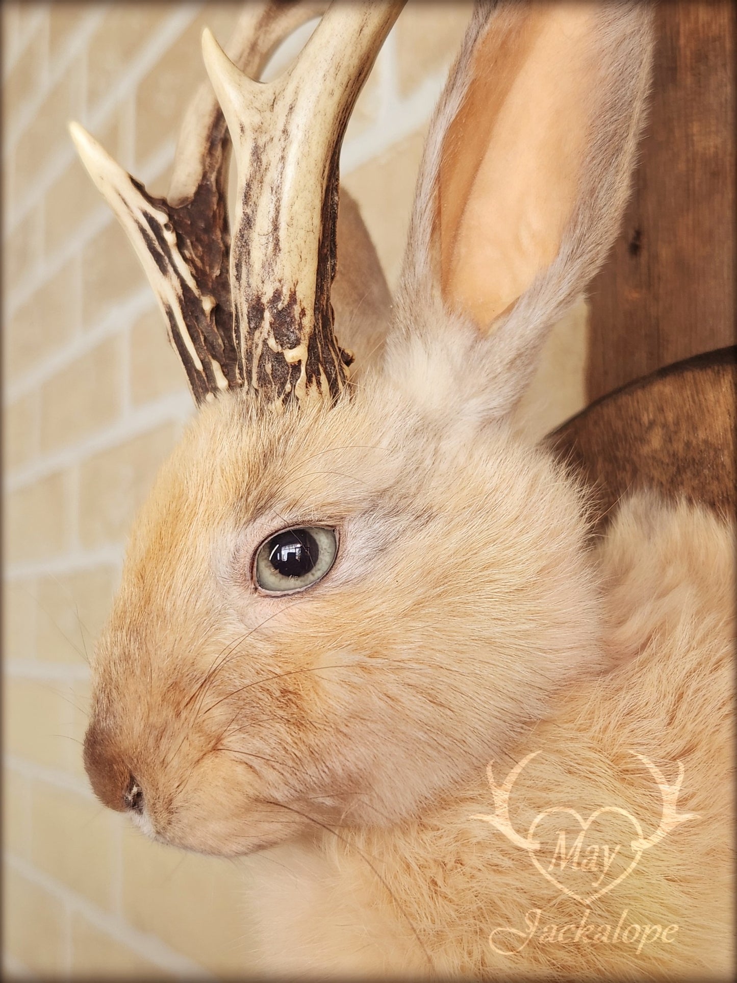 Small jackalope taxidermy, harlequin fur with blue eyes & real antlers