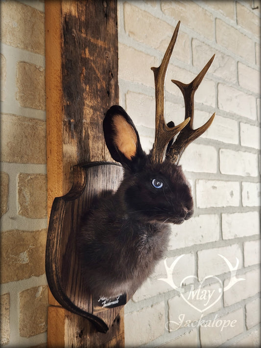 Small black jackalope taxidermy with blue eyes & real antlers