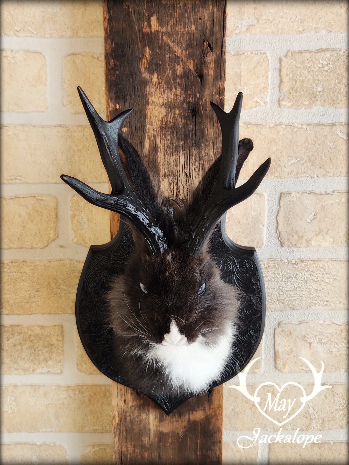 Small black & white jackalope taxidermy with blue eyes & antlers replica