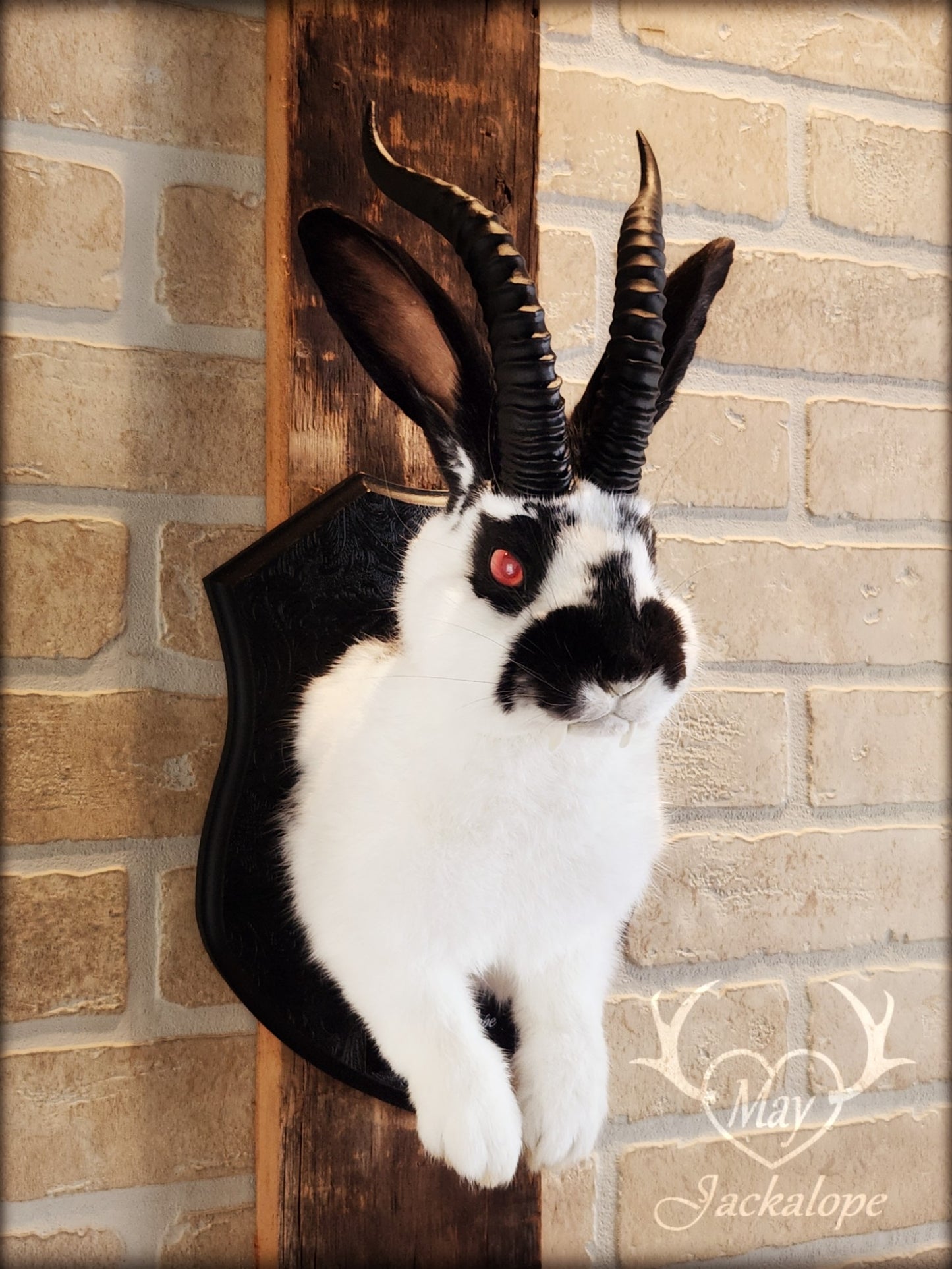 Black & white Jackalope taxidermy with red eyes, fangs & black horns replica
