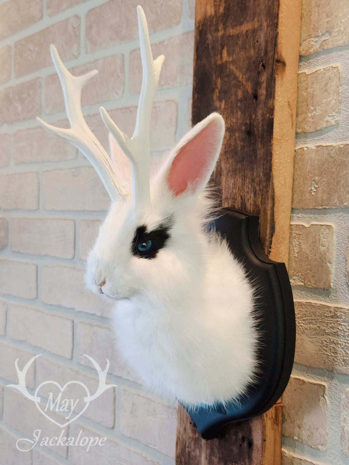 White & black Jackalope taxidermy with blue eyes & antlers replica