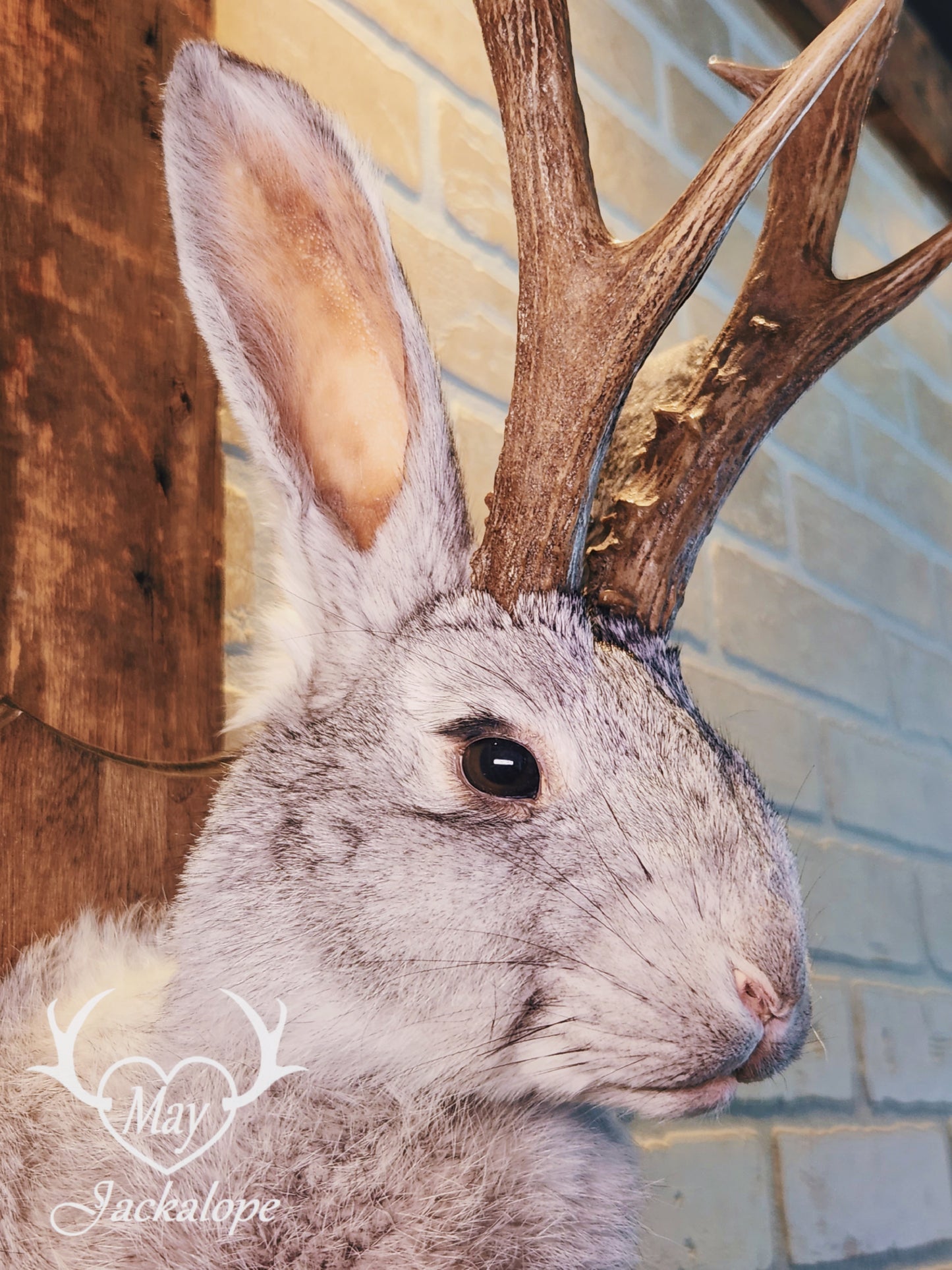 Grey jackalope taxidermy with dark eyes & real antlers