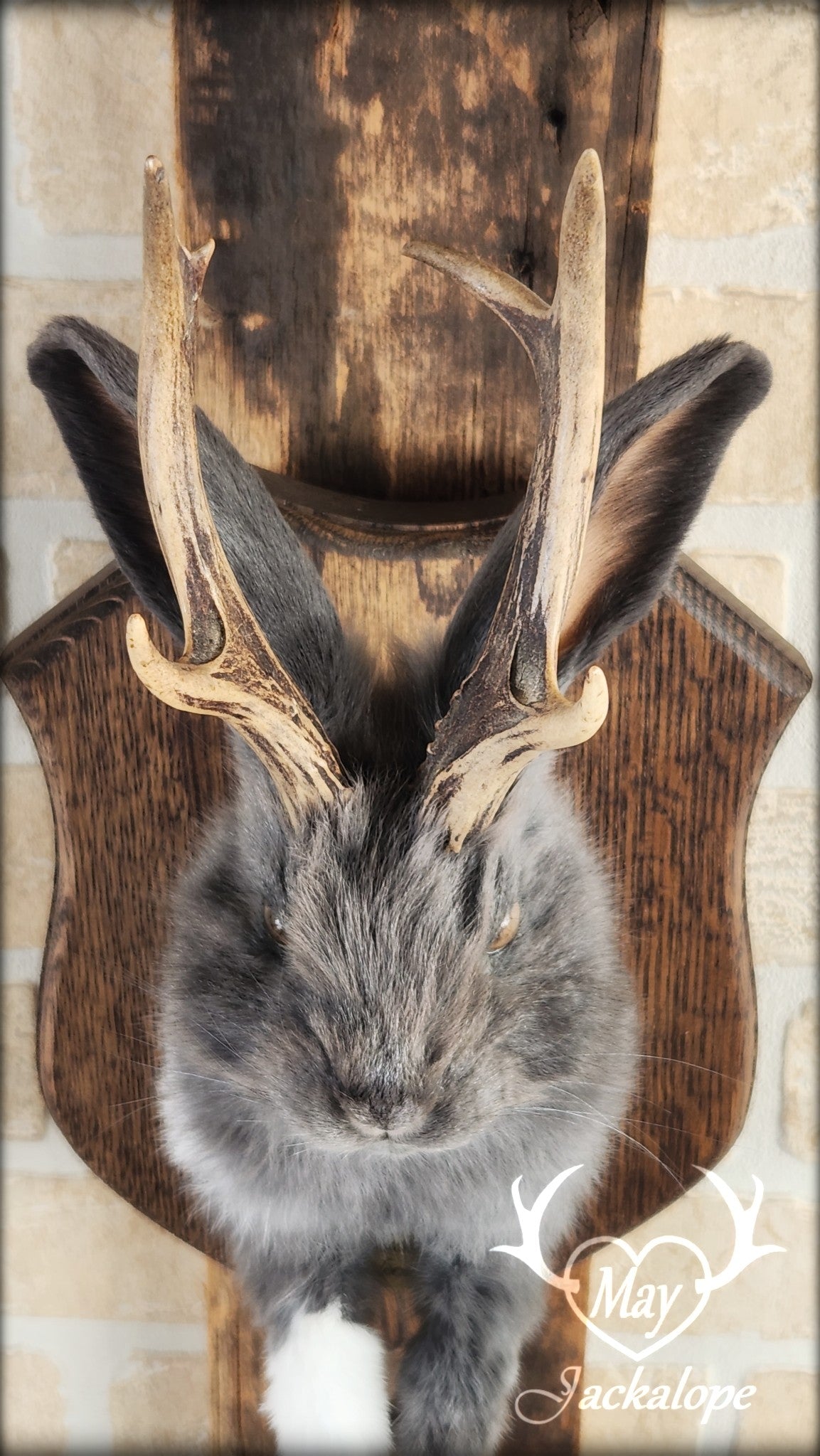 Taxidermie d'un jackalope bleu et blanc, aux yeux noisette avec vrai bois