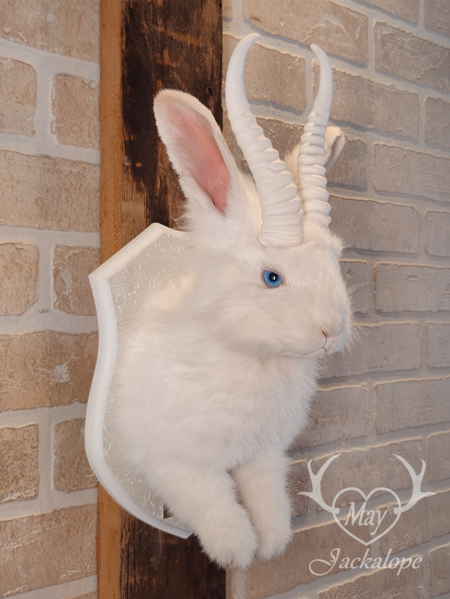 Long-haired white Jackalope taxidermy with bright blue eyes & horns replica
