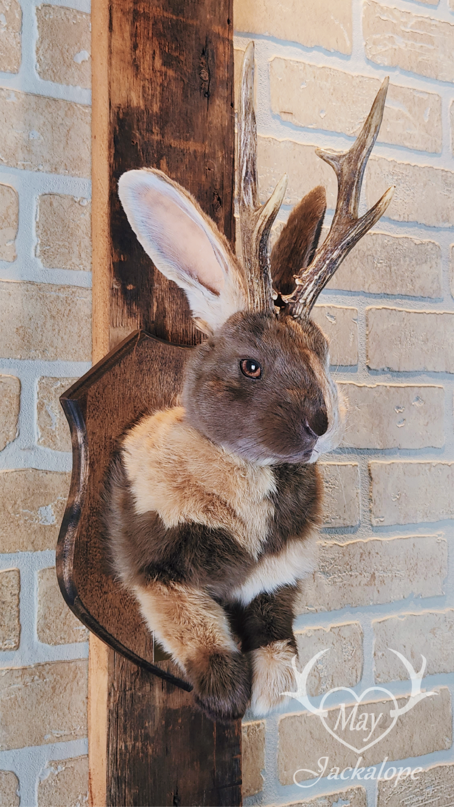 Taxidermie de Jackalope Harlequin ''Japonais Bleu'' aux yeux hétérochromia et vrais bois