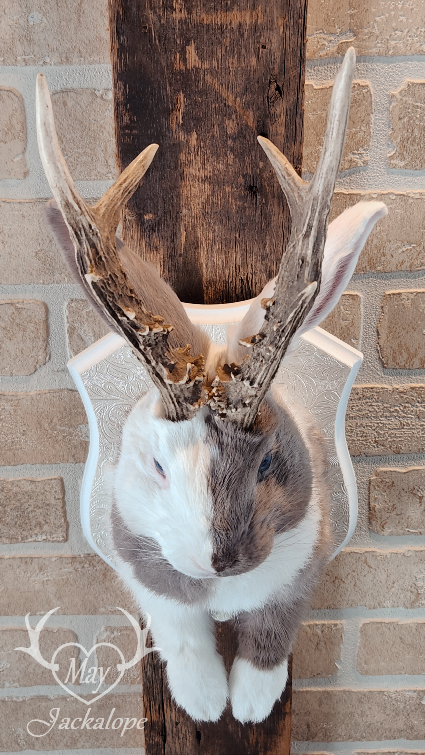Taxidermie de Jackalope Harlequin ''Lilac Magpie'' aux yeux bleu et vrais bois