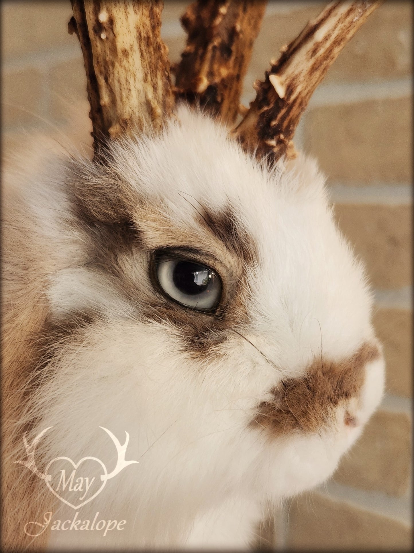 White and light brown jackalope taxidermy with grey eyes & real antlers