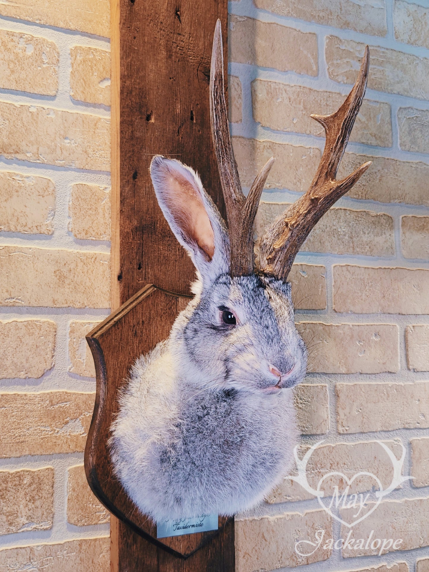 Grey jackalope taxidermy with dark eyes & real antlers