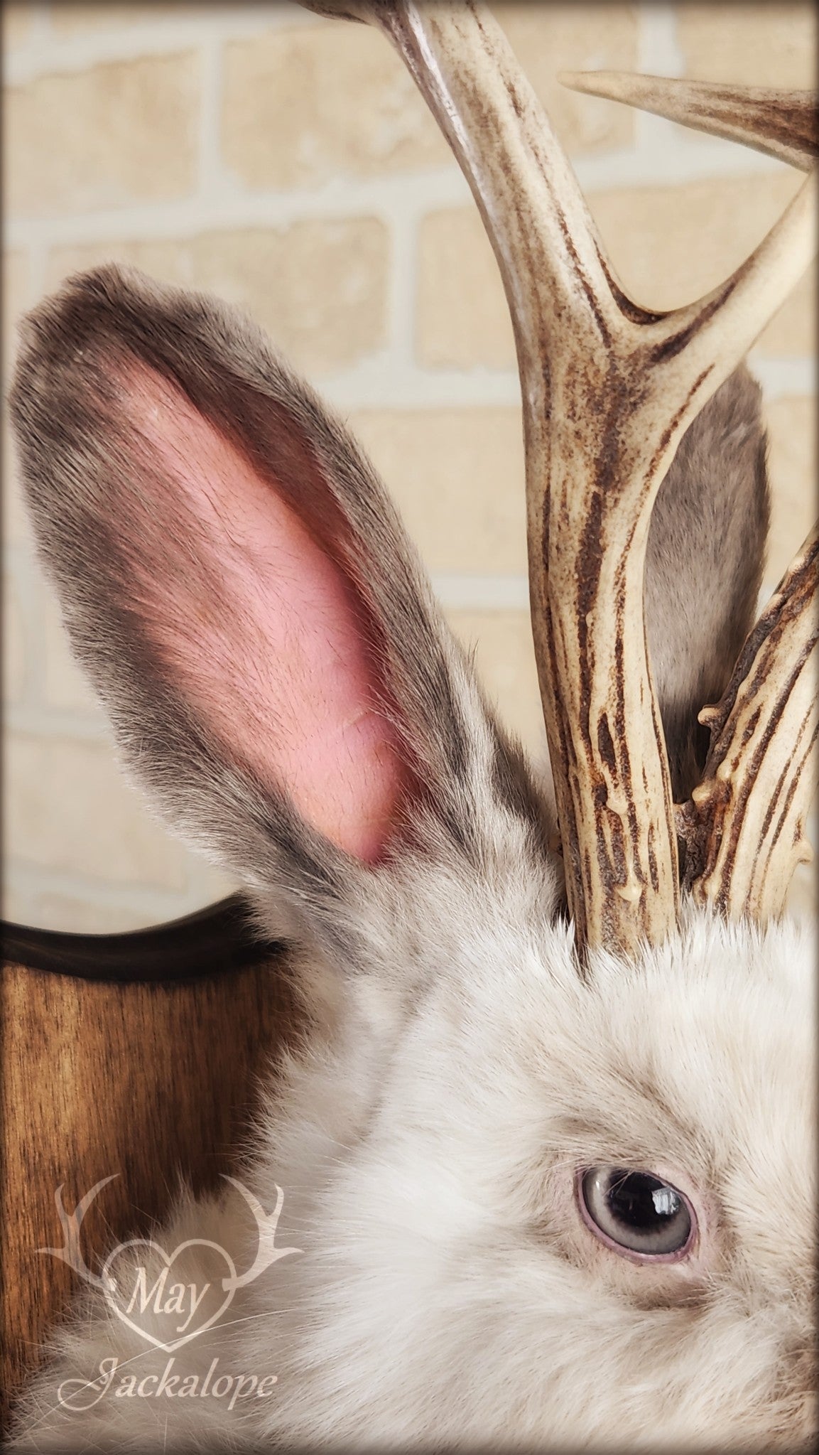 Taxidermie d'un jackalope blanc et gris pâle, aux yeux gris avec vrai panache
