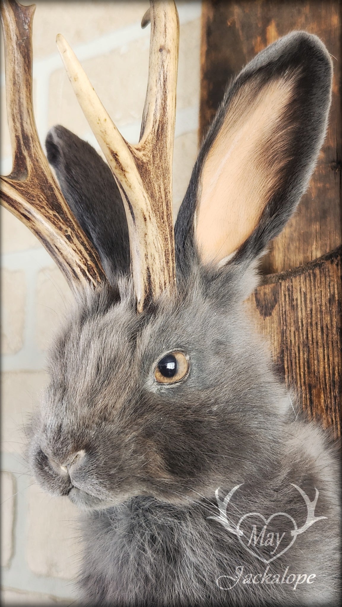 Taxidermie d'un jackalope bleu et blanc, aux yeux noisette avec vrai bois