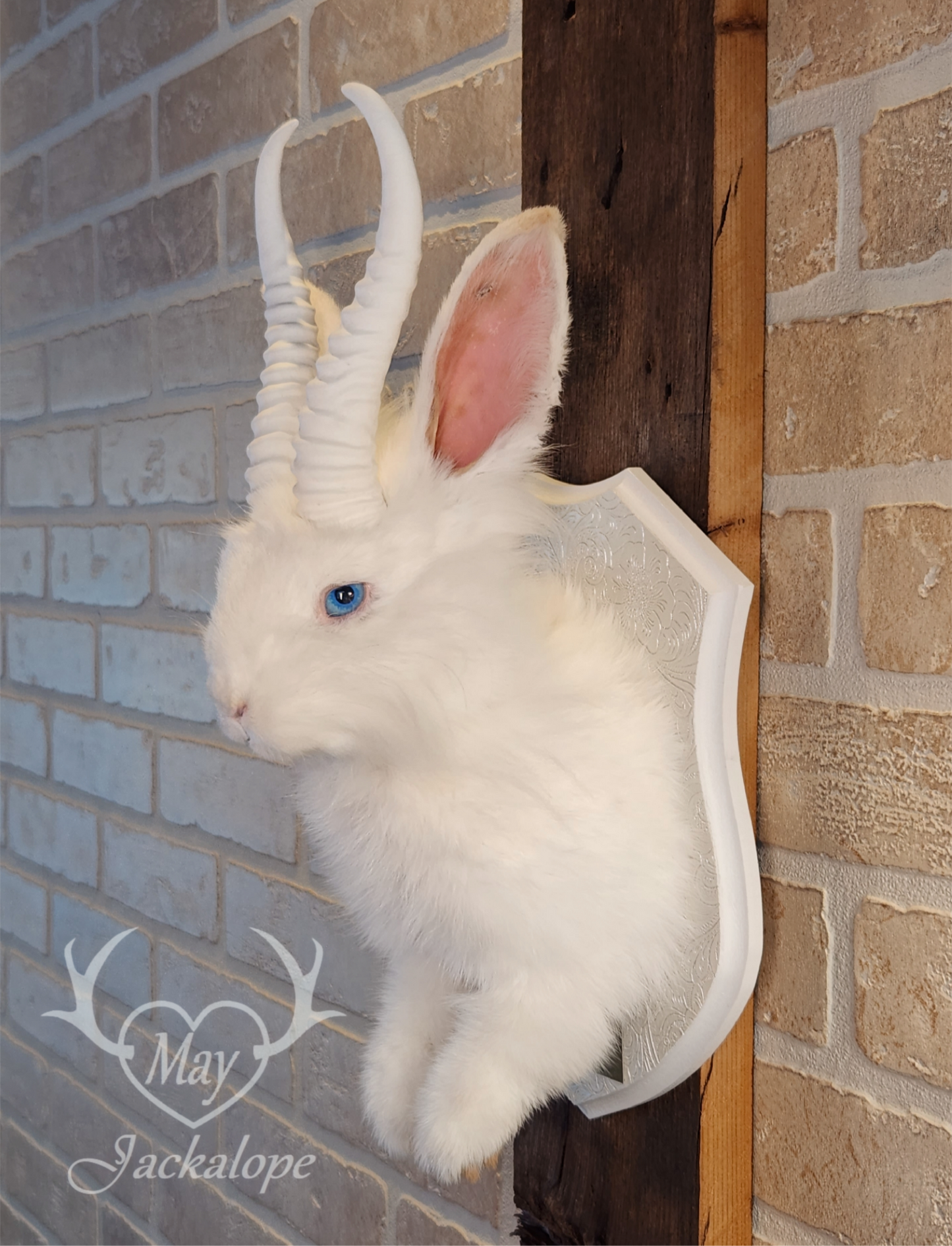 Long-haired white Jackalope taxidermy with bright blue eyes & horns replica