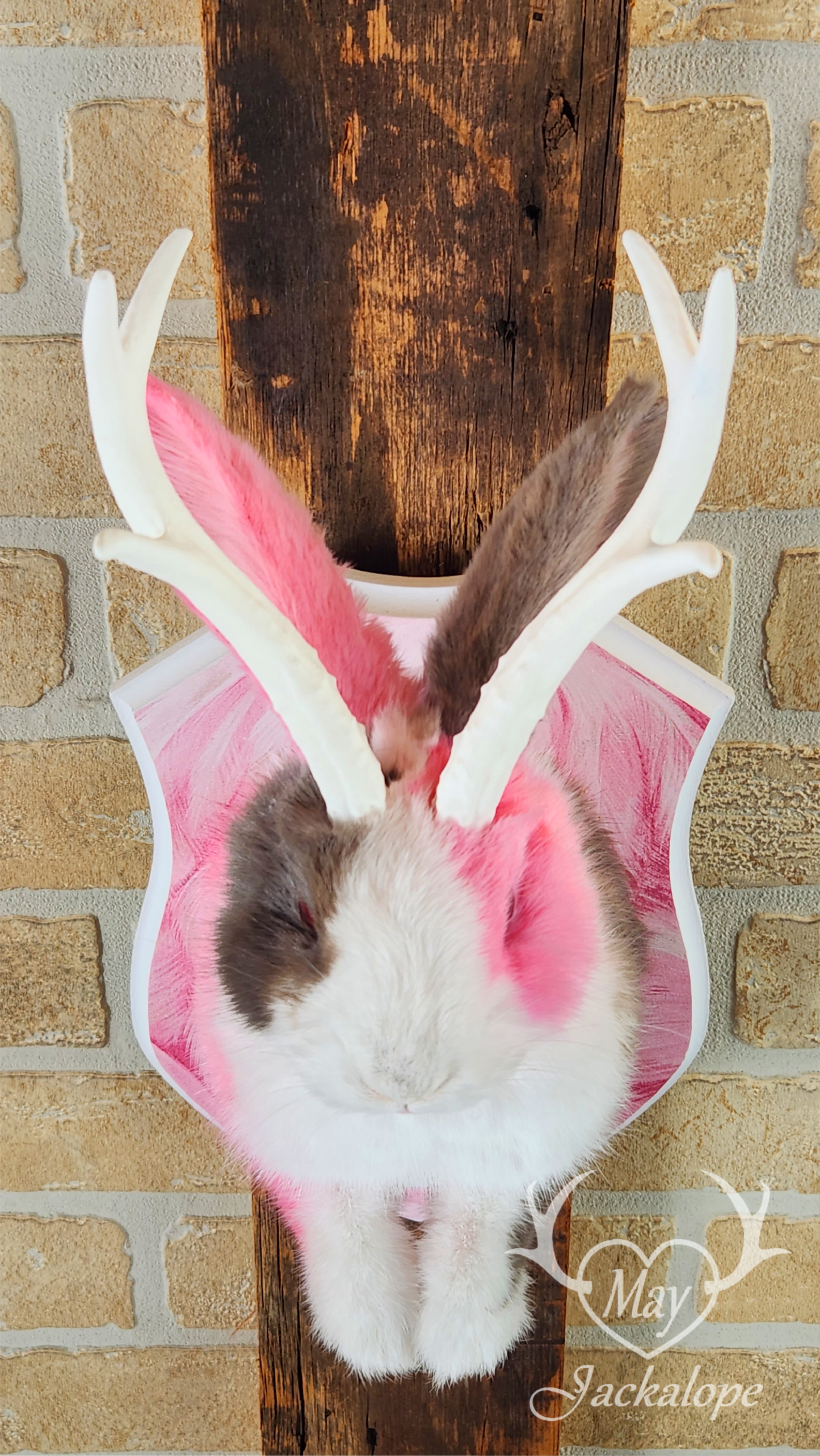 Taxidermie de Jackalope Hollandais trois couleures avec les yeux rouges et réplique de bois
