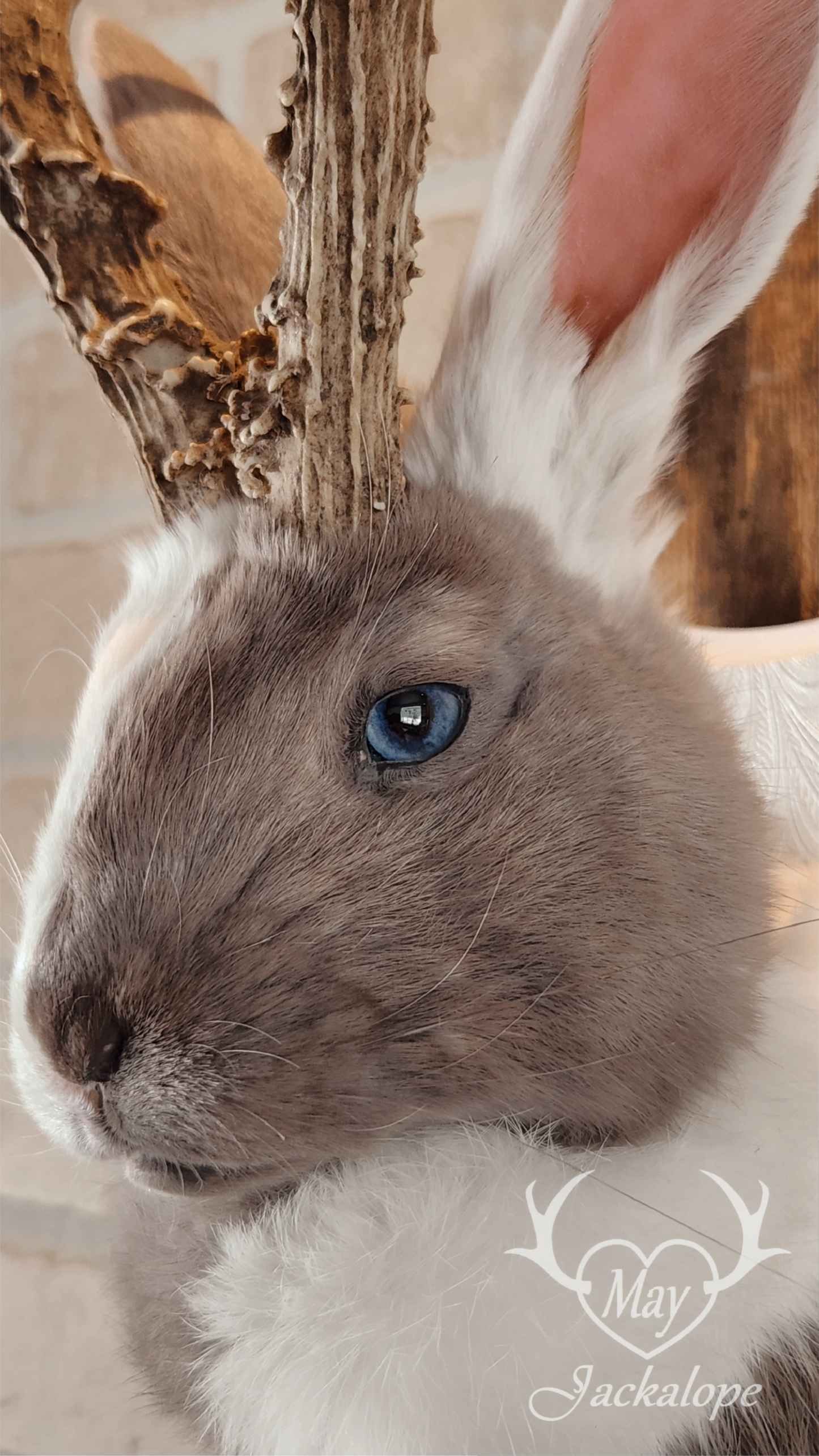 Taxidermie de Jackalope Harlequin ''Lilac Magpie'' aux yeux bleu et vrais bois
