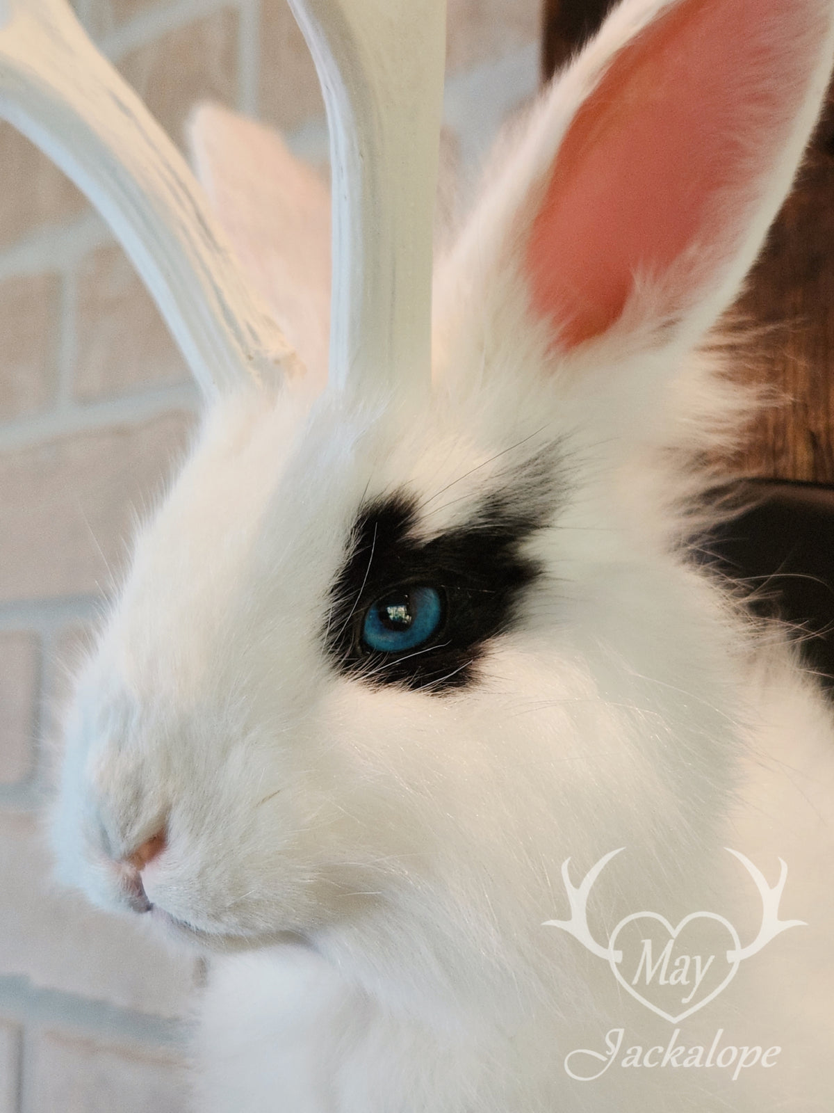 White & black Jackalope taxidermy with blue eyes & antlers replica