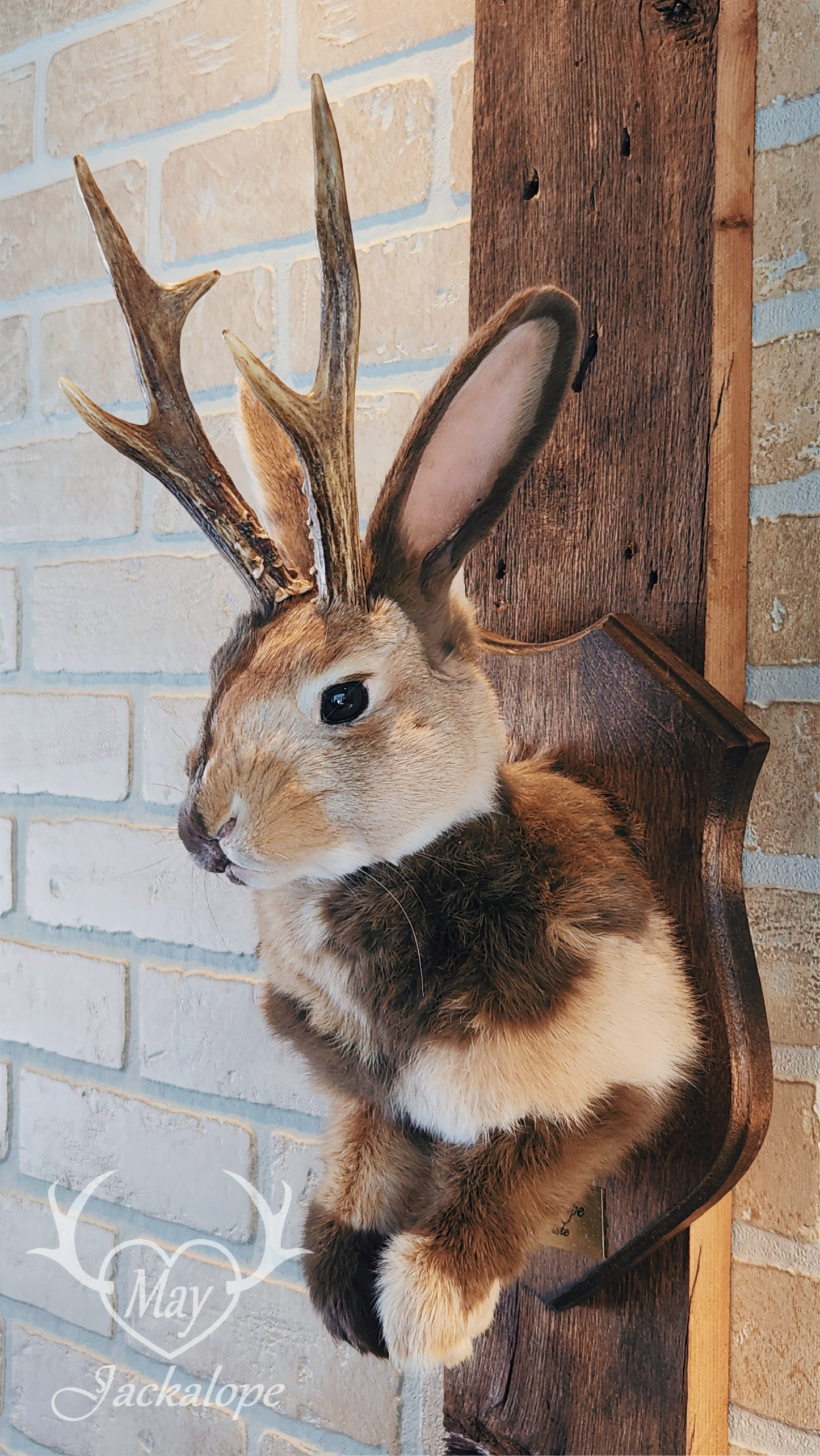 Taxidermie de Jackalope Harlequin ''Japonais Bleu'' aux yeux hétérochromia et vrais bois
