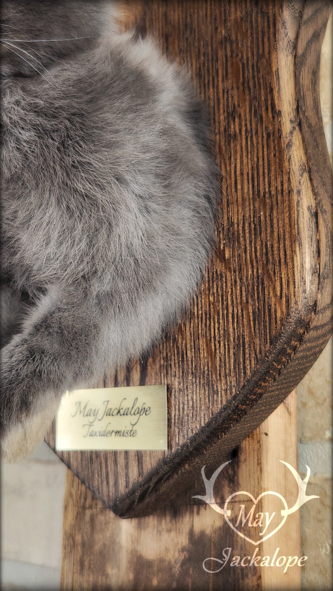 Taxidermie d'un jackalope bleu et blanc, aux yeux noisette avec vrai bois