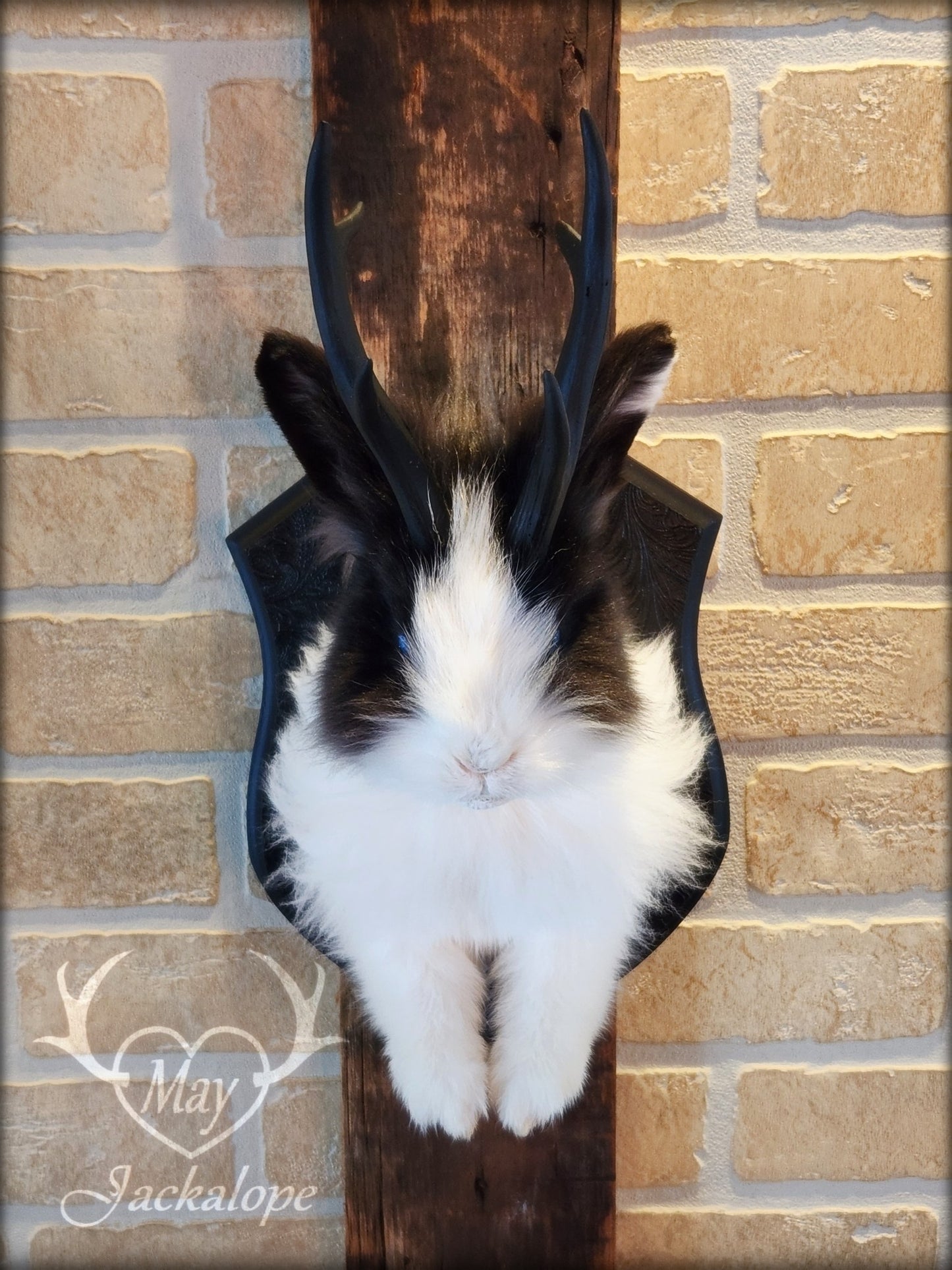 Taxidermie de jackalope noir et blanc poil long aux yeux bleu vif et réplique réaliste de bois