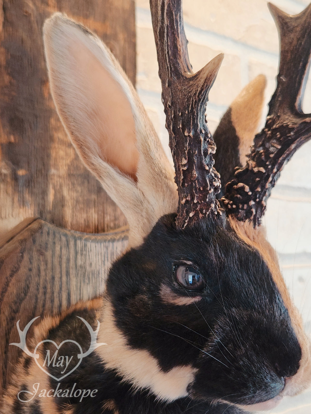 black & orange (replica) harlequin jackalope taxidermy with dark eyes and real antlers