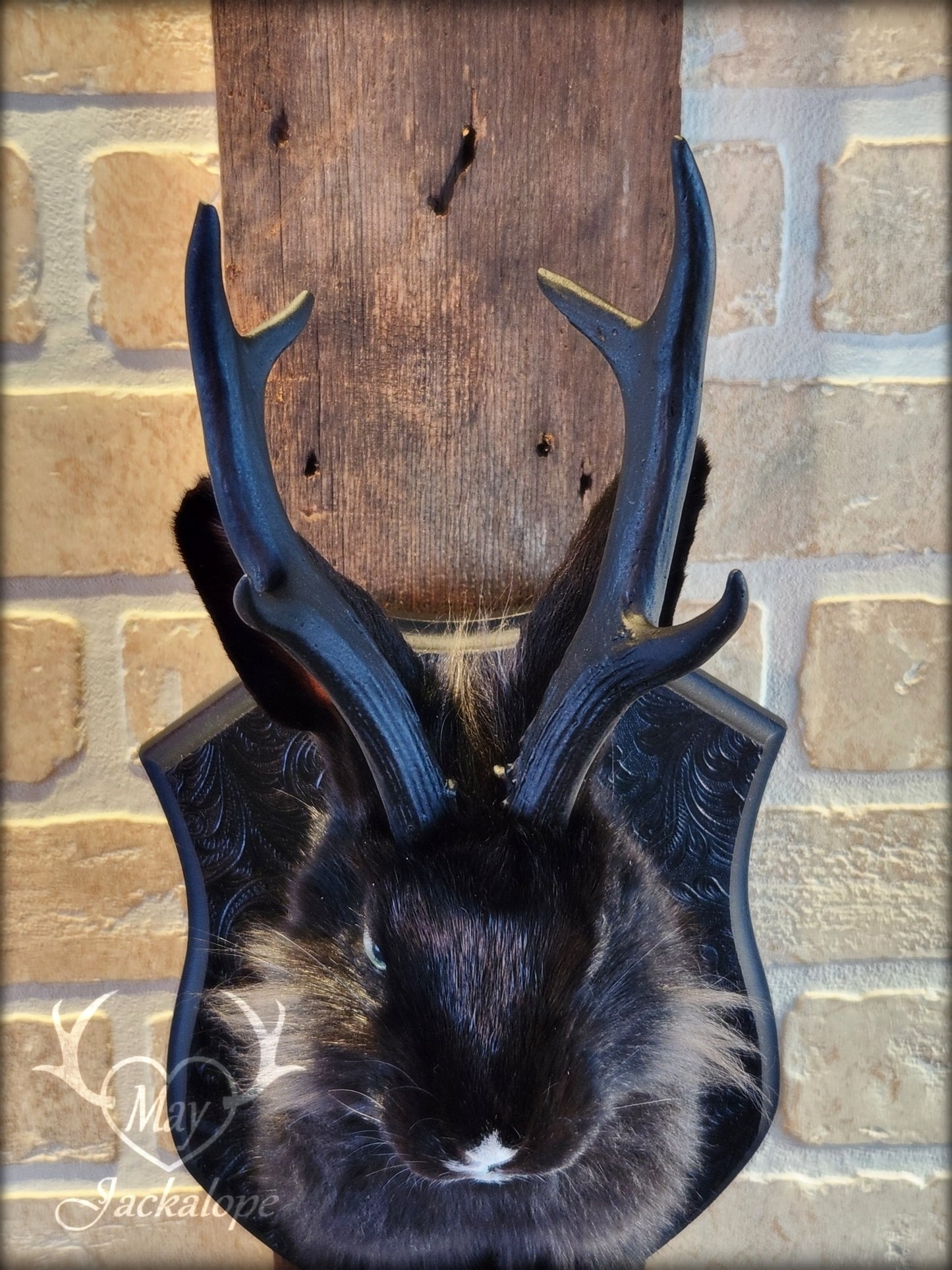 Taxidermie de jackalope noir avec une patte blanche, aux yeux bleu et réplique réaliste de bois
