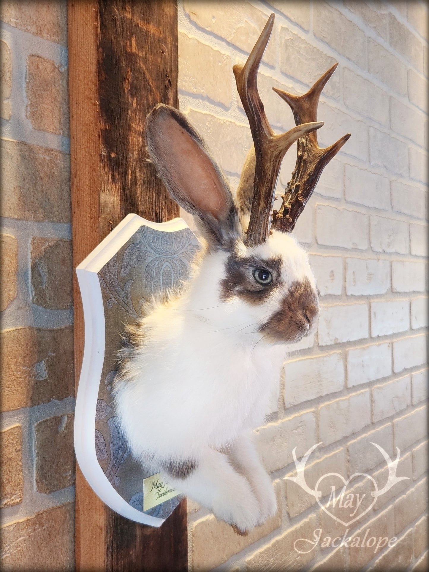 Taxidermie de jackalope blanc et gris aux yeux bleu et vrais bois