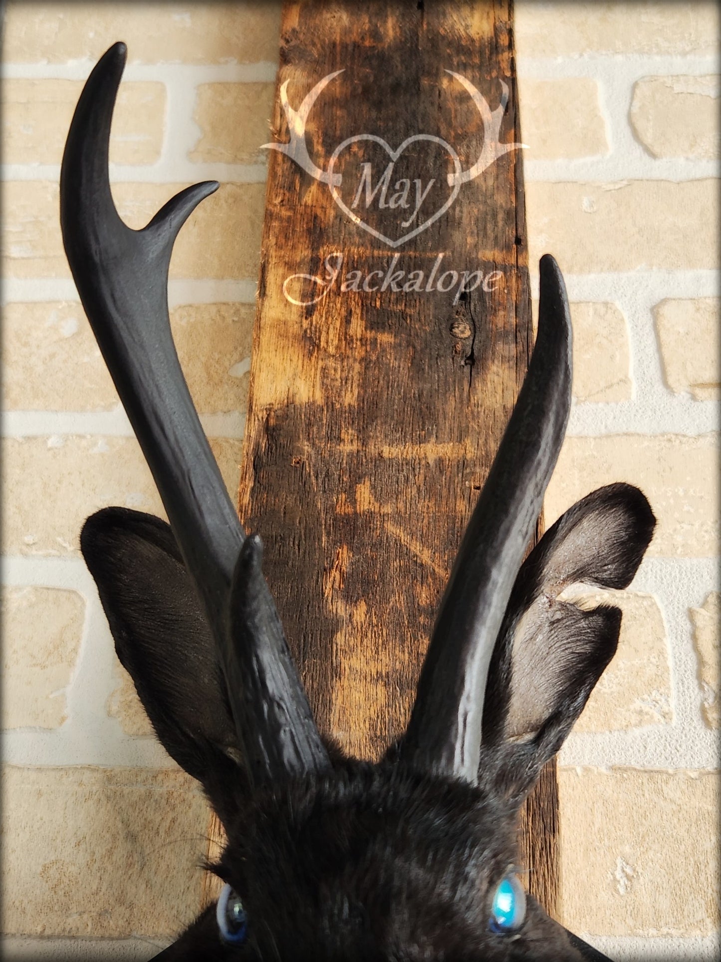Black Jackalope taxidermy with blue eye and real antlers, damaged ear and scarred eye