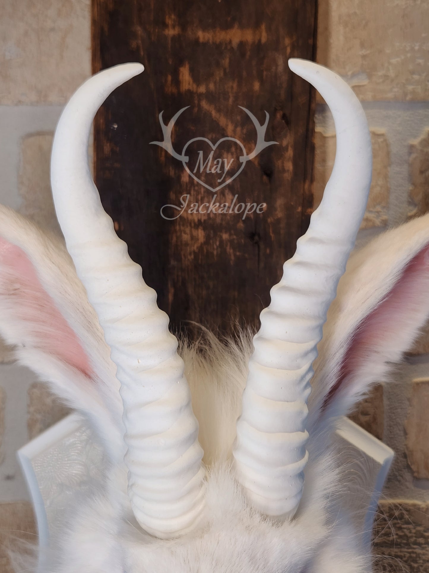 Long-haired white Jackalope taxidermy with bright blue eyes & horns replica