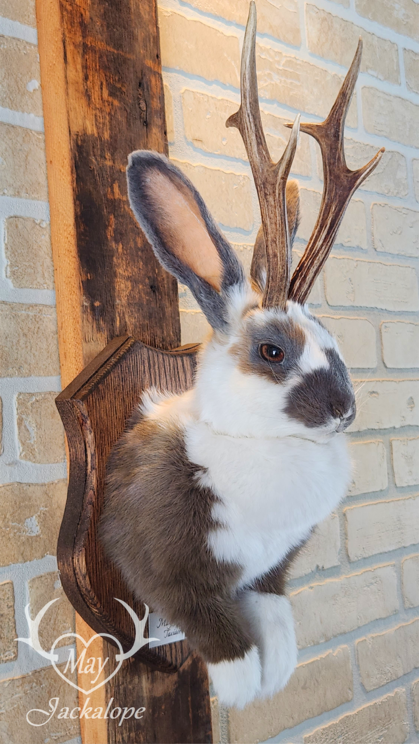 Taxidermie de Jackalope trois couleures Tuxedo, aux yeux noisettes et vrais bois