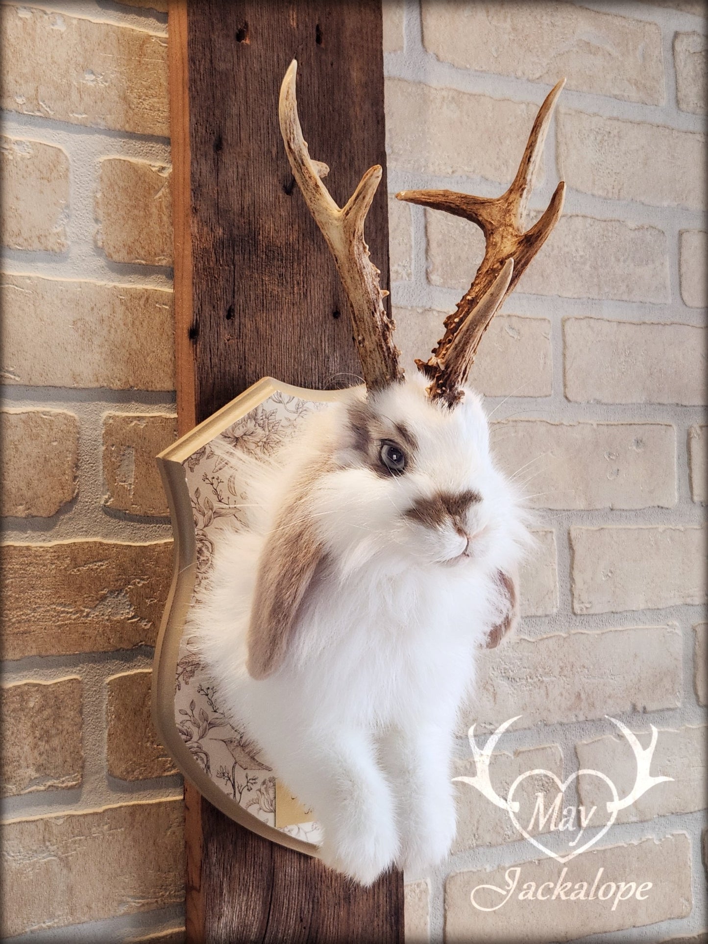 White and light brown jackalope taxidermy with grey eyes & real antlers
