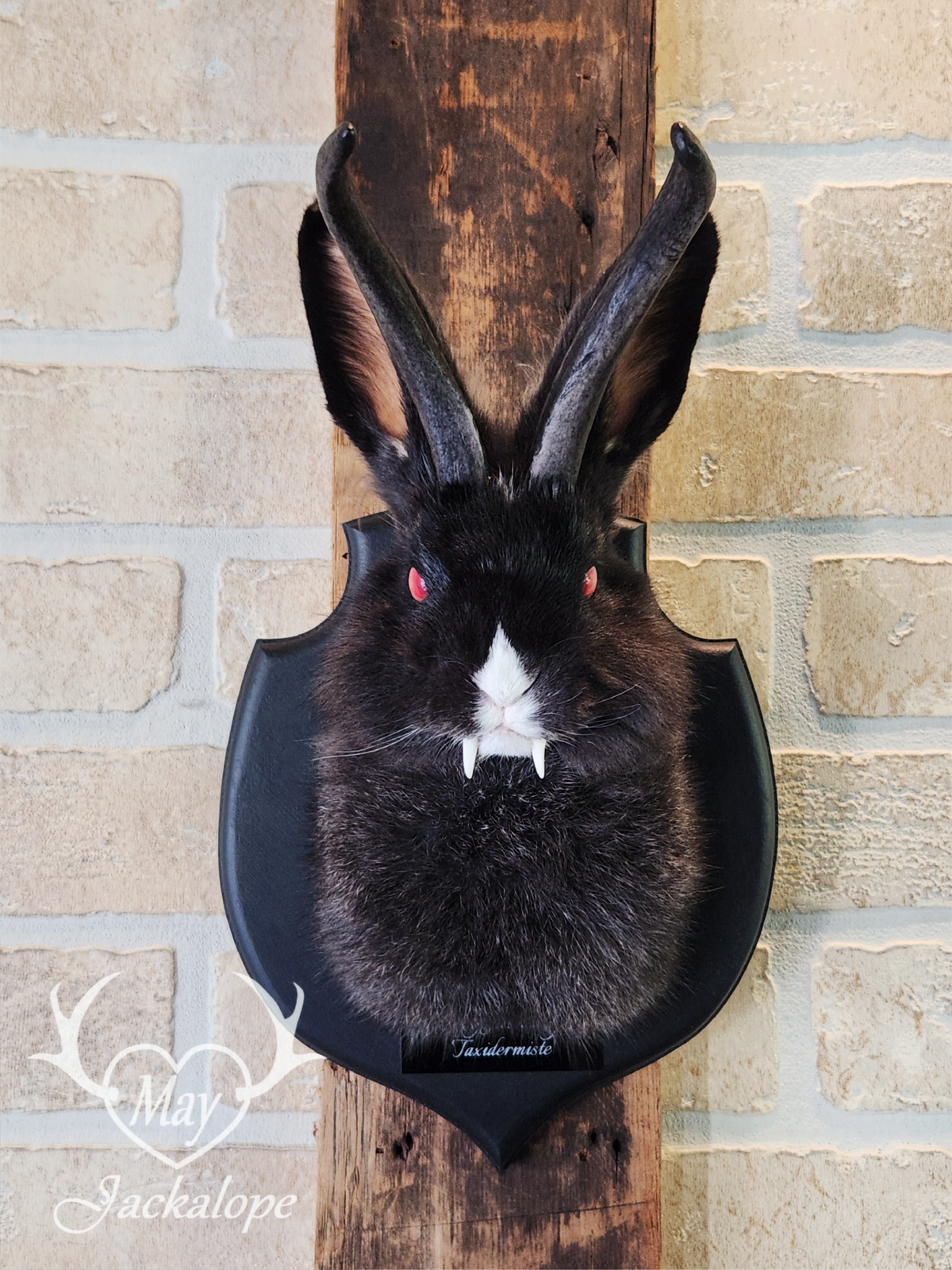 Black & white vampire Jackalope taxidermy with red eyes & real antlers