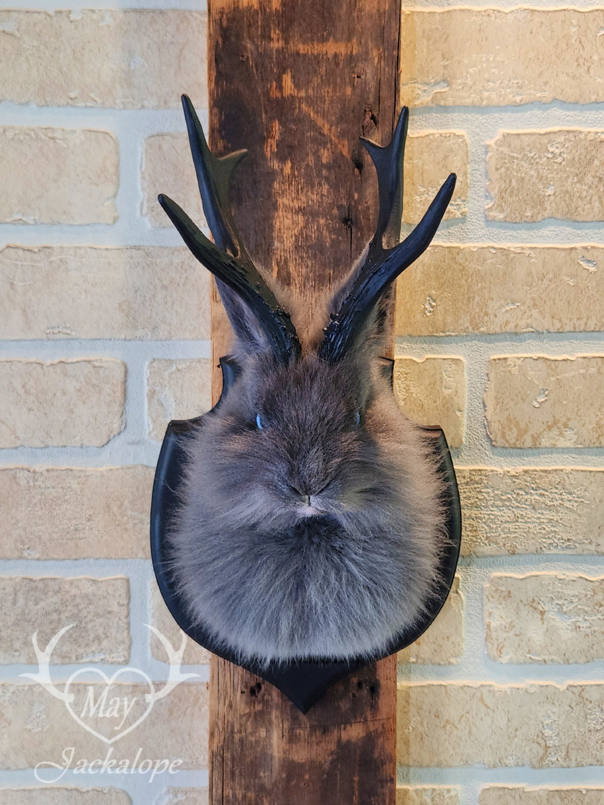 Long-furred blue Jackalope taxidermy with blue eyes & antlers replica