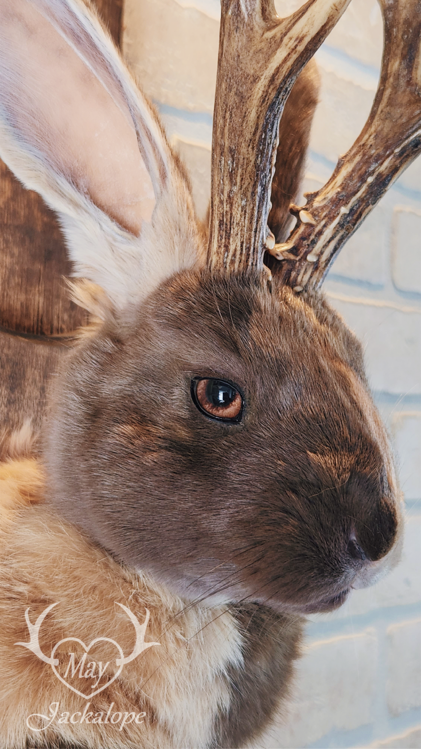 Taxidermie de Jackalope Harlequin ''Japonais Bleu'' aux yeux hétérochromia et vrais bois
