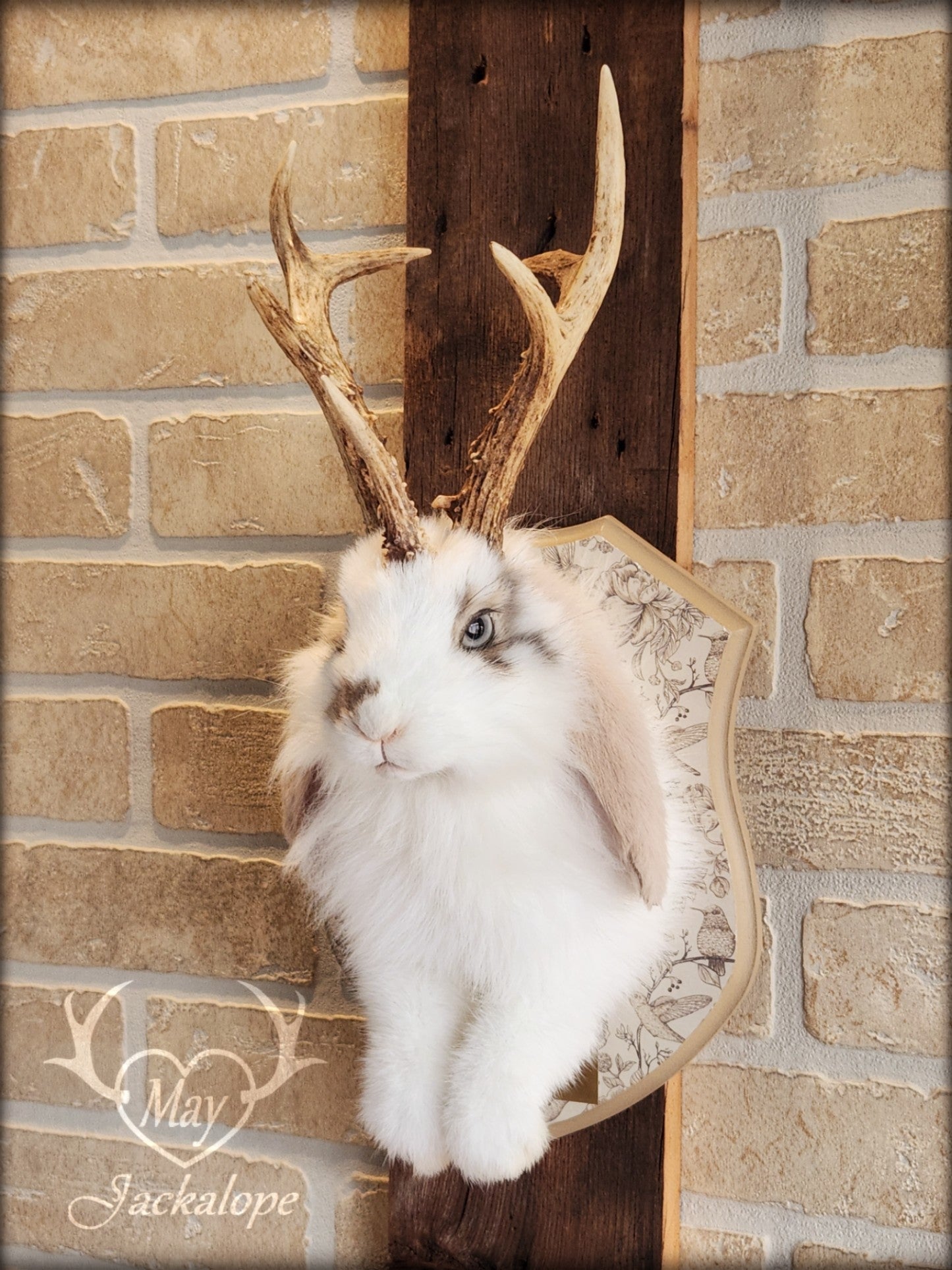 White and light brown jackalope taxidermy with grey eyes & real antlers