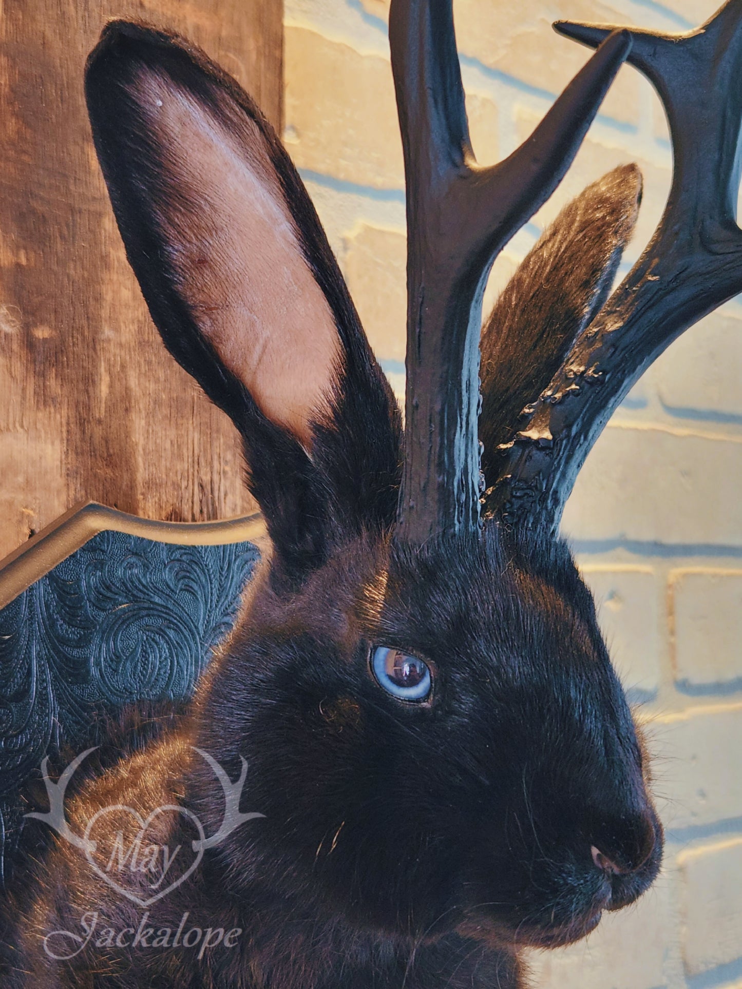 Black jackalope taxidermy with blue eyes & black antlers replica