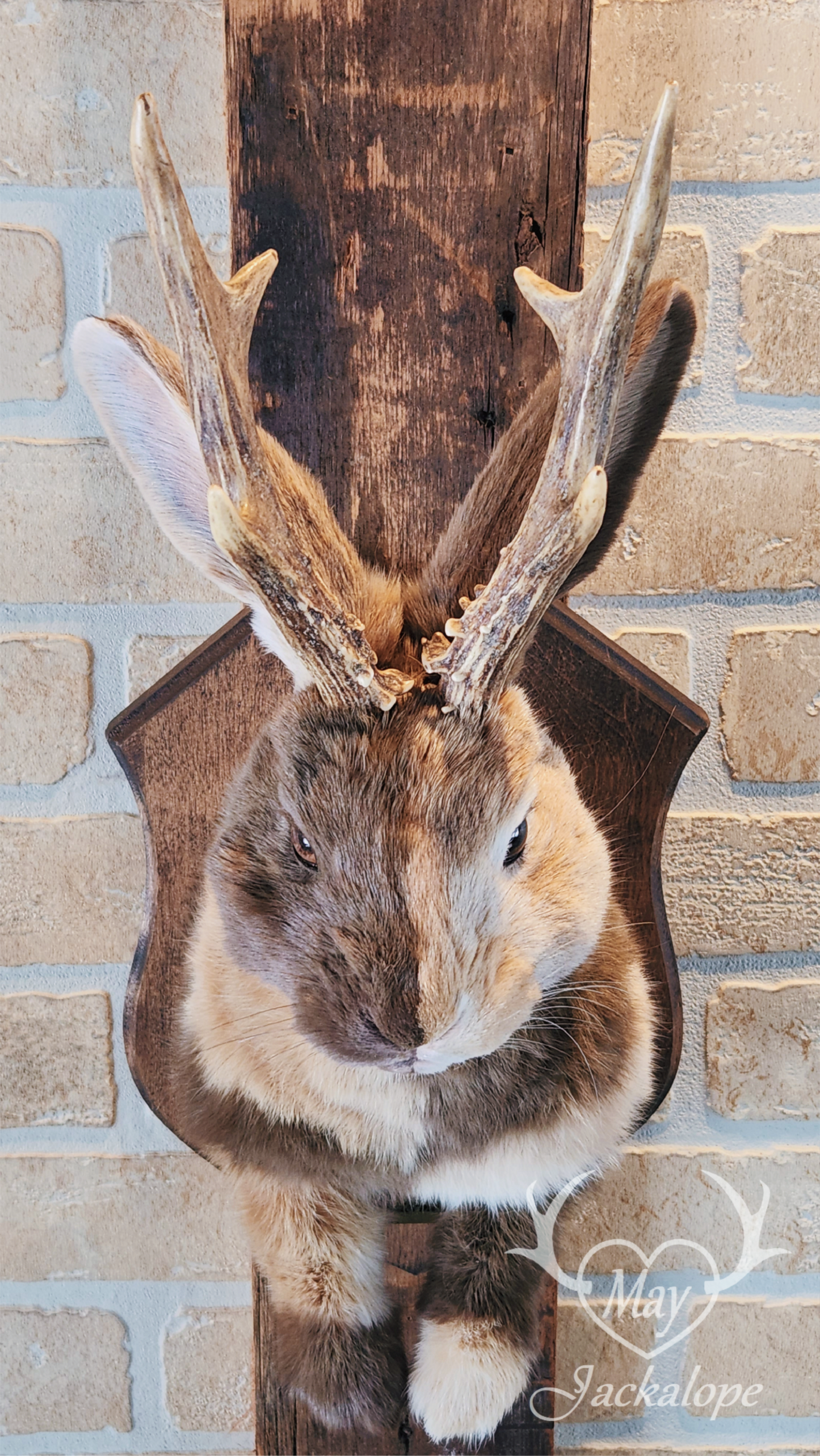 Taxidermie de Jackalope Harlequin ''Japonais Bleu'' aux yeux hétérochromia et vrais bois