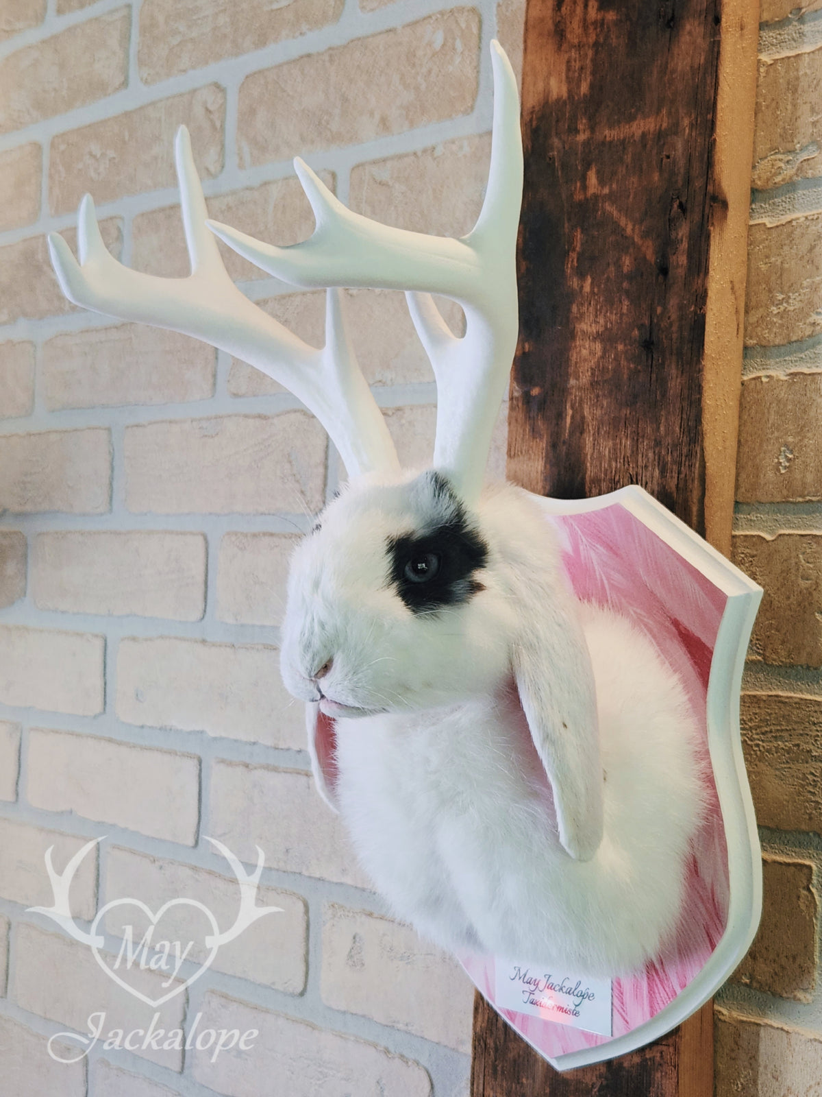 White & blue lop Jackalope taxidermy with grey-blue eyes & big antlers replica
