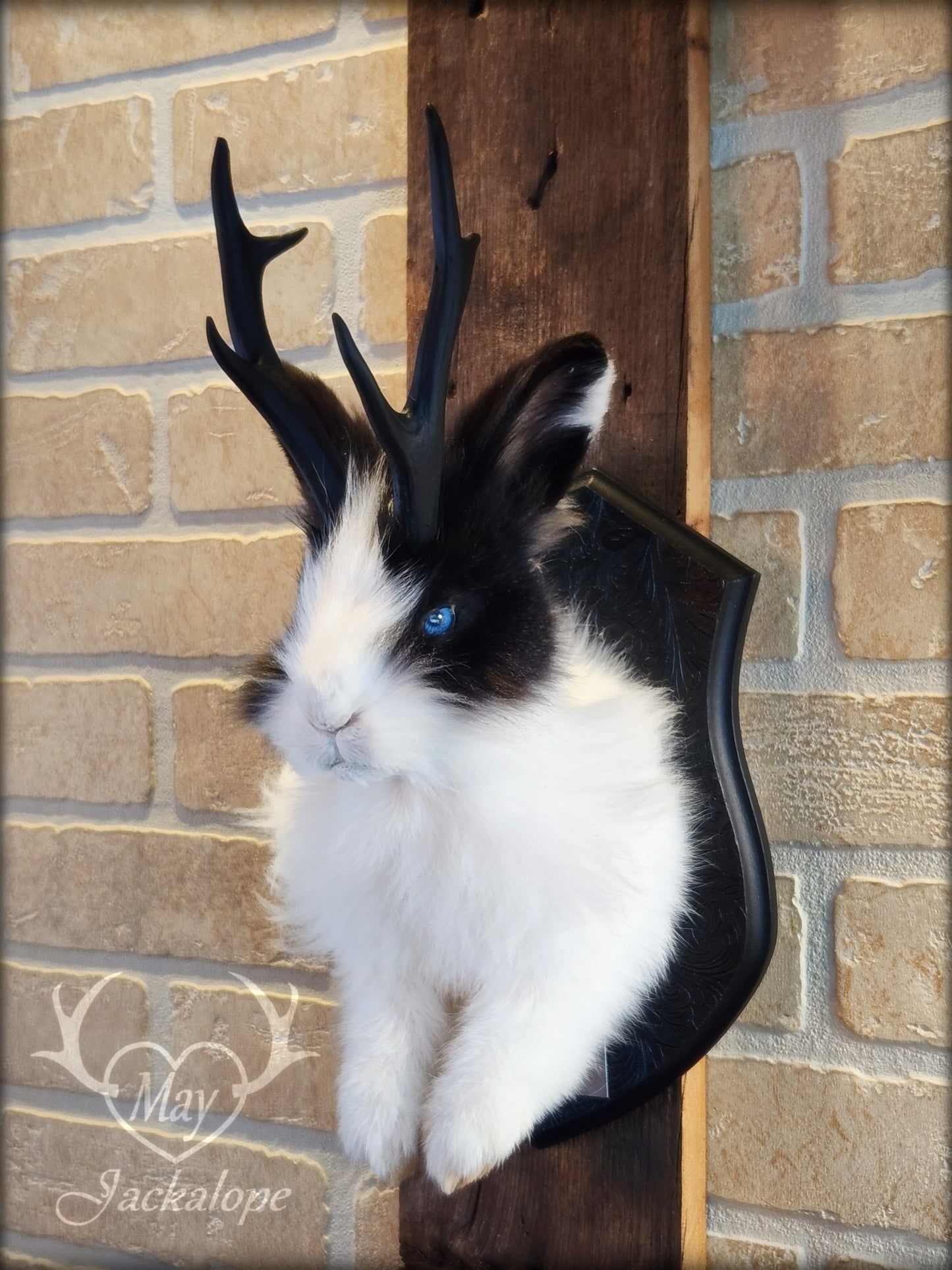Taxidermie de jackalope noir et blanc poil long aux yeux bleu vif et réplique réaliste de bois