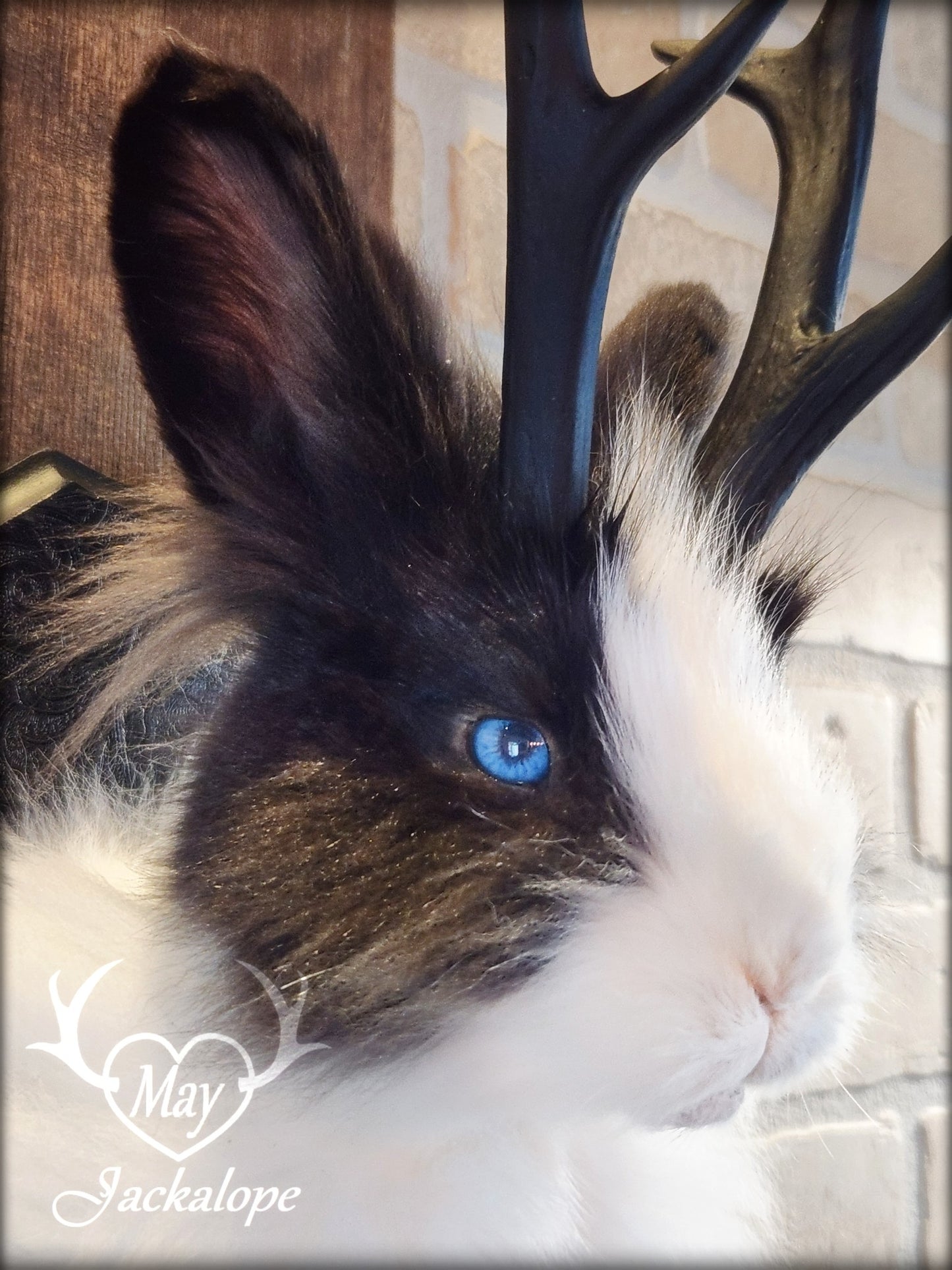 Taxidermie de jackalope noir et blanc poil long aux yeux bleu vif et réplique réaliste de bois